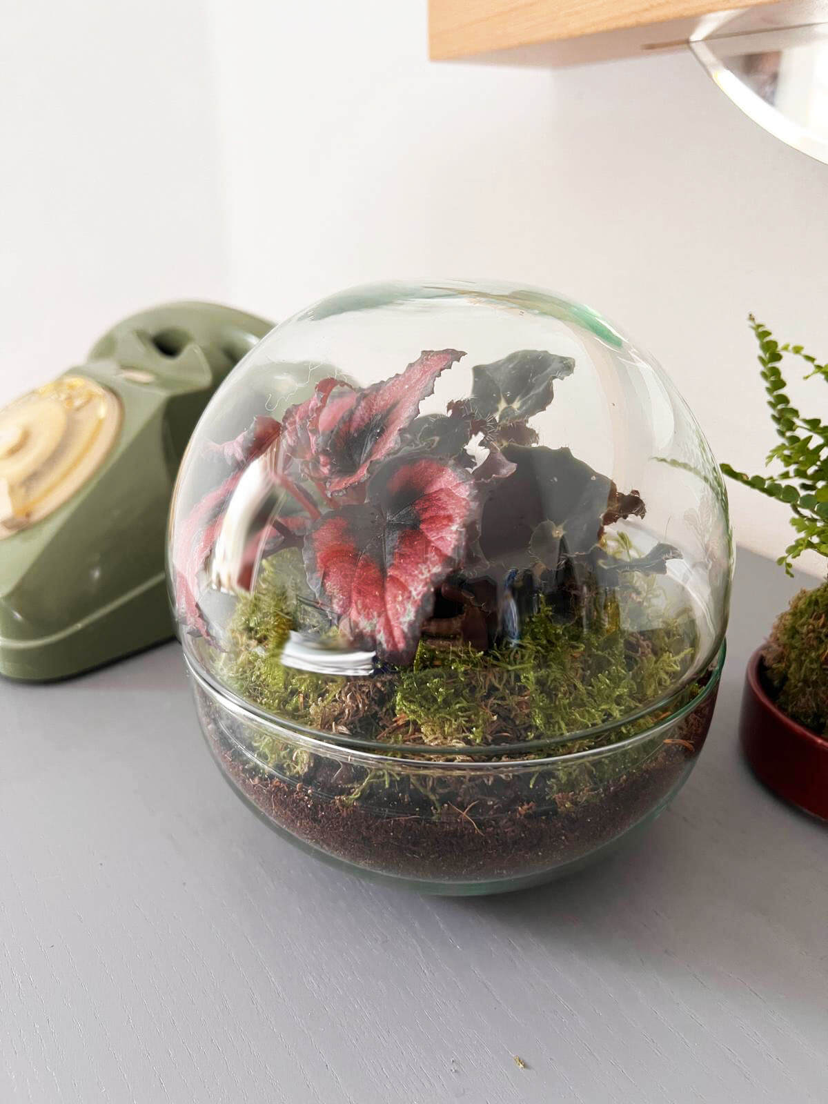 m-DOME (micro-Dome) Terrarium /BEGONIARUM