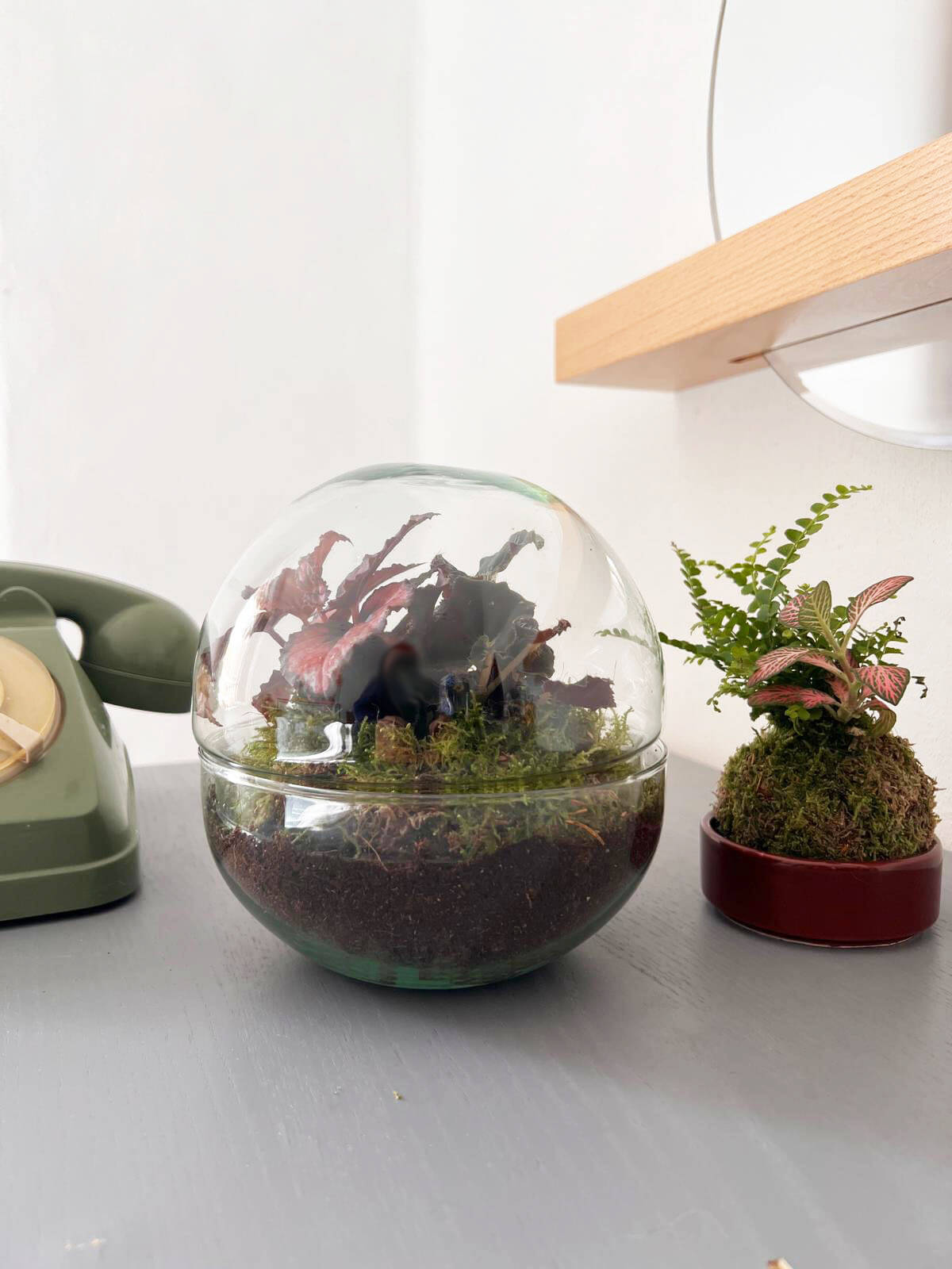 m-DOME (micro-Dome) Terrarium /BEGONIARUM