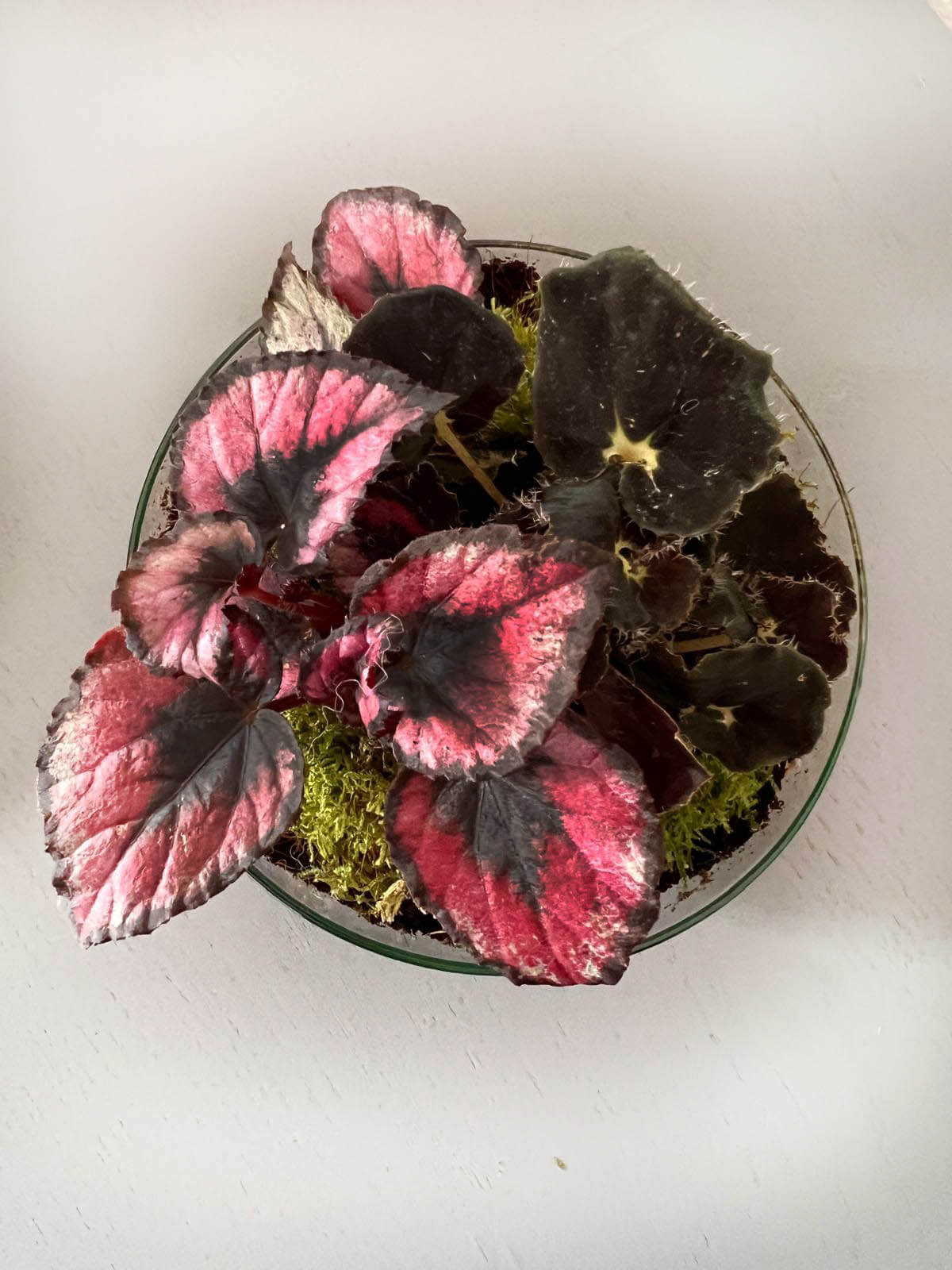 m-DOME (micro-Dome) Terrarium /BEGONIARUM