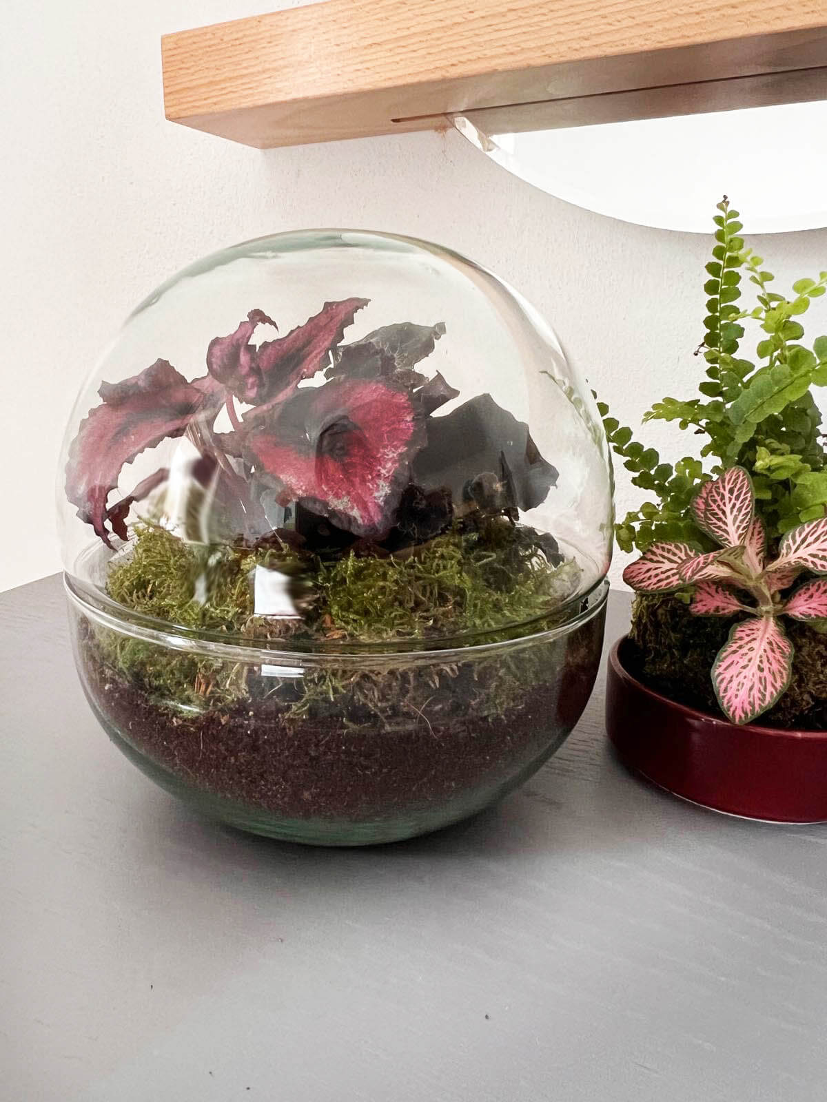 m-DOME (micro-Dome) Terrarium /BEGONIARUM