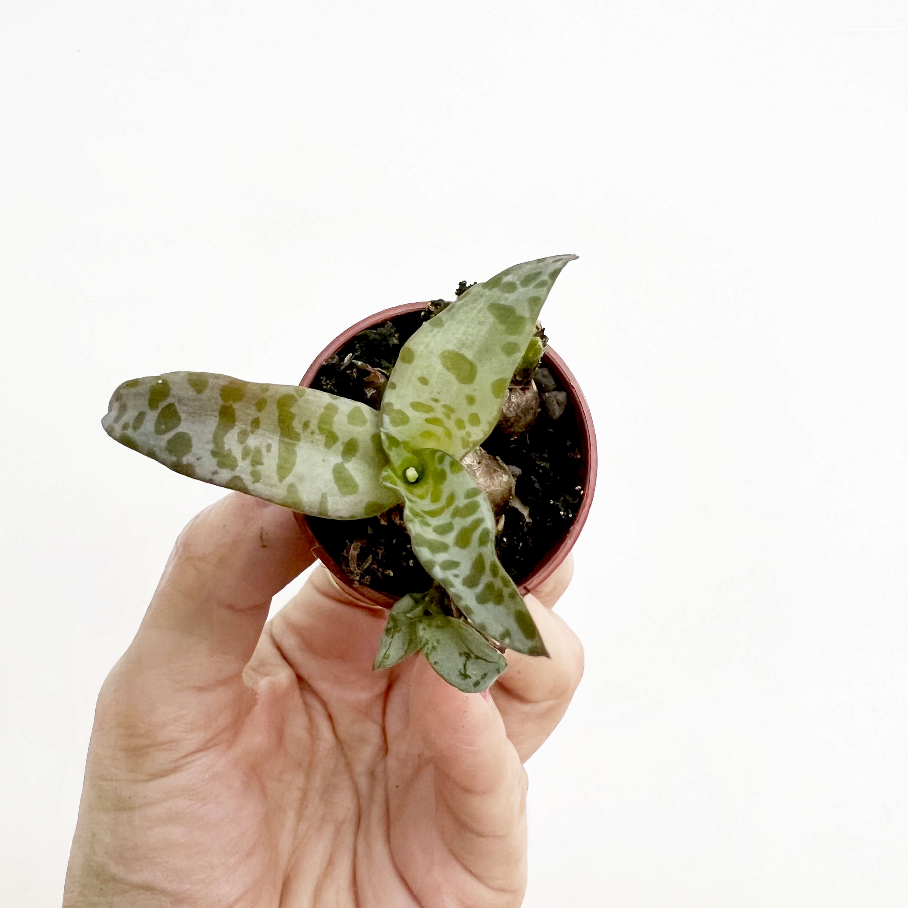 Mix 5 Baby Succulente a sorpresa