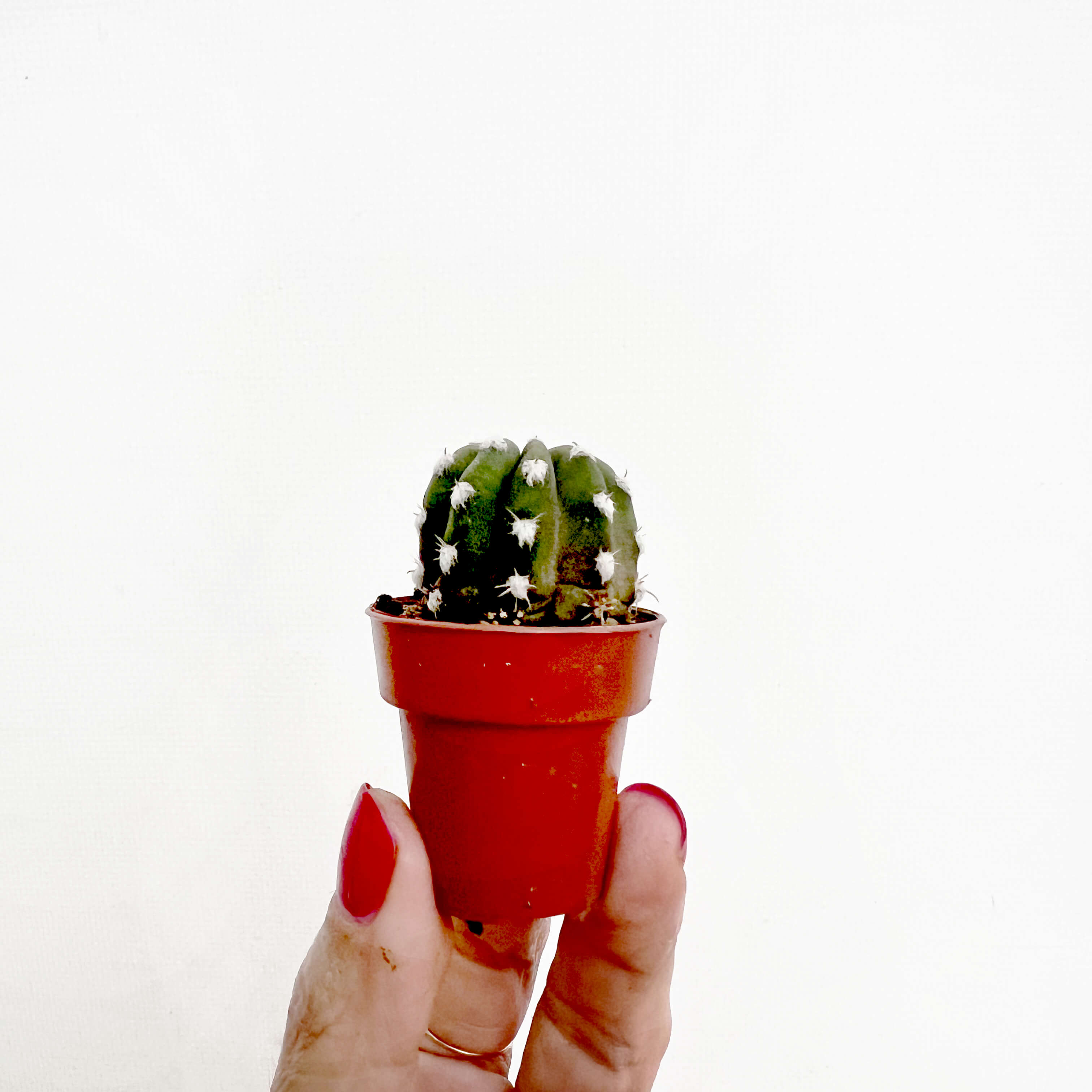 Mix 5 Baby Succulente a sorpresa