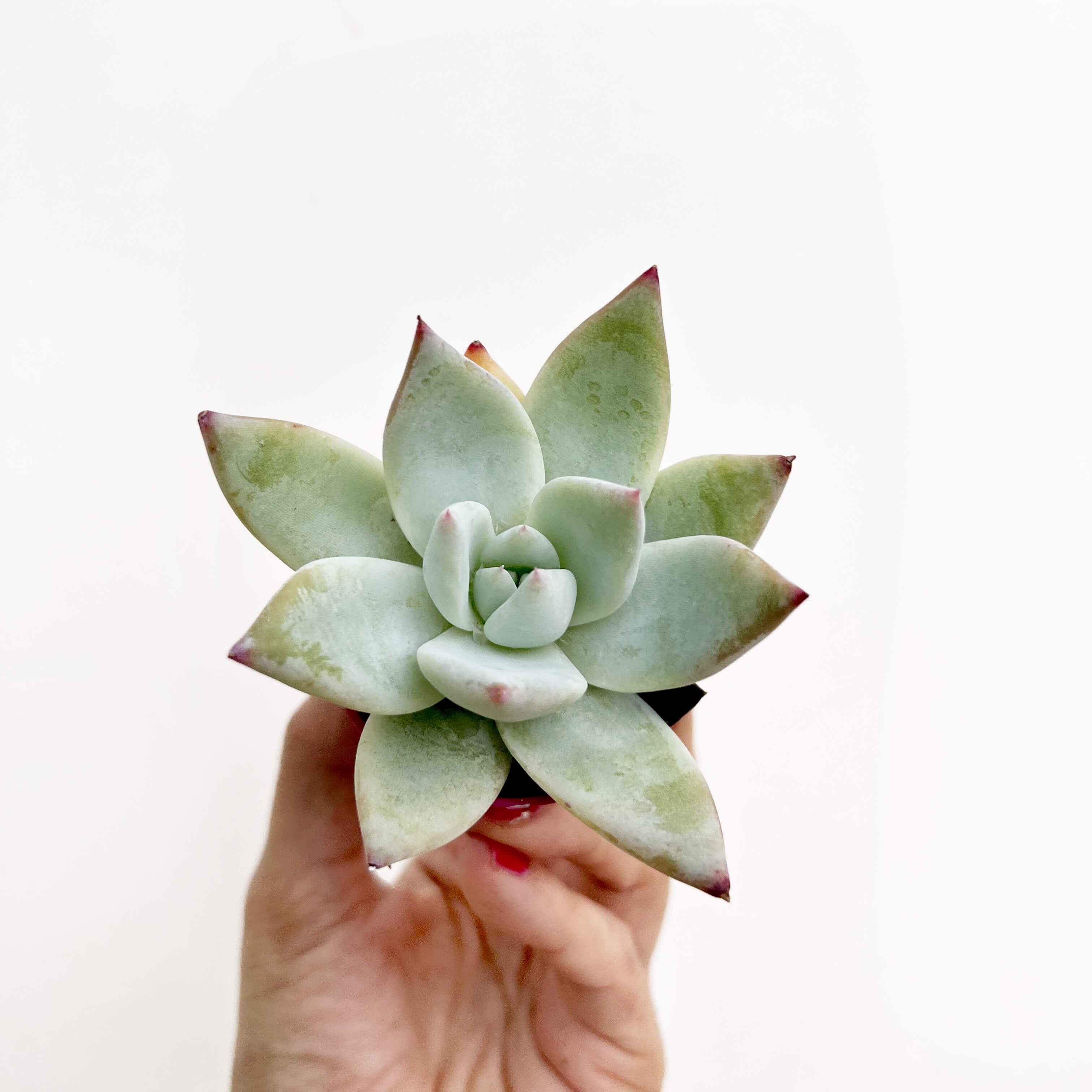 Mix 5 Baby Succulente a sorpresa