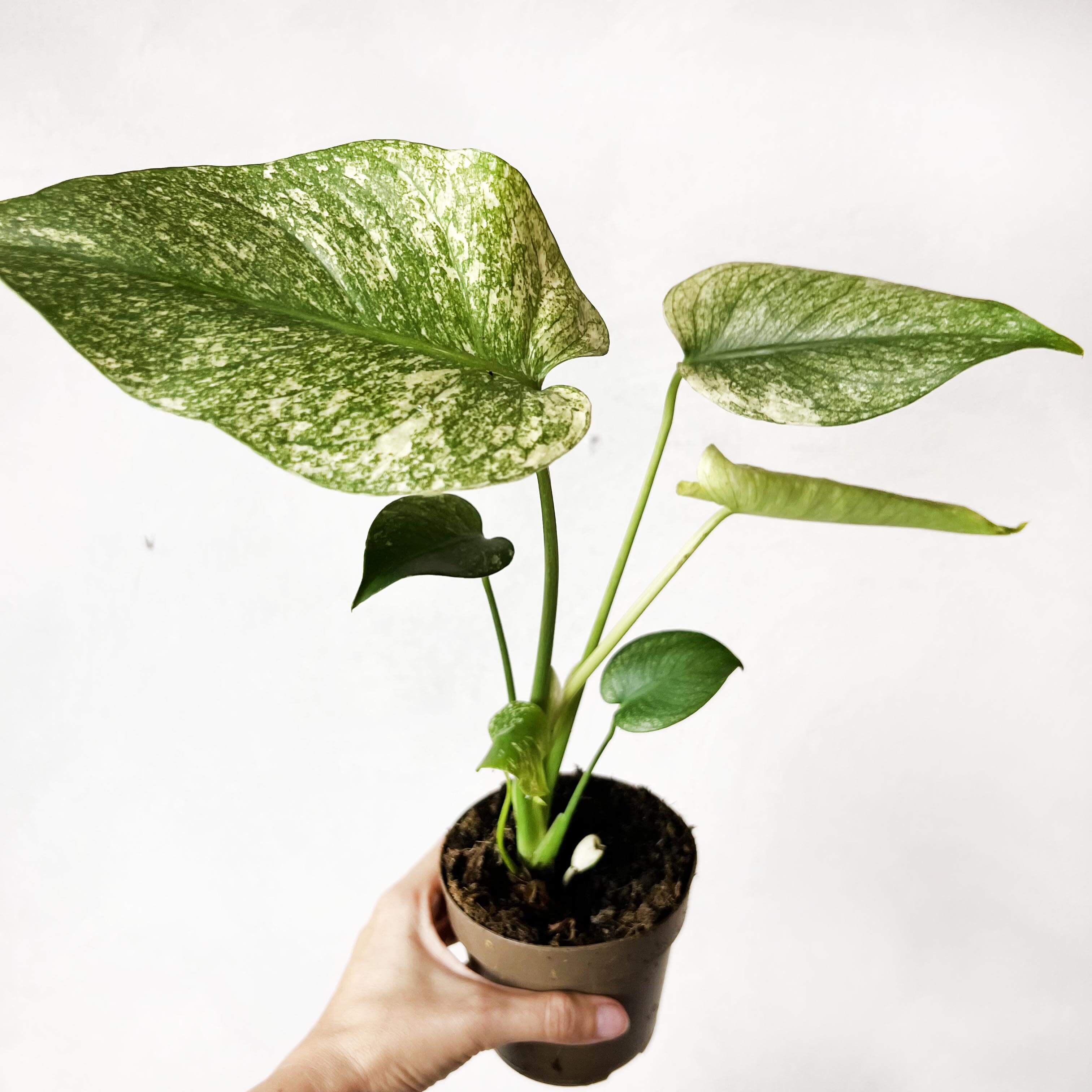Monstera Mint