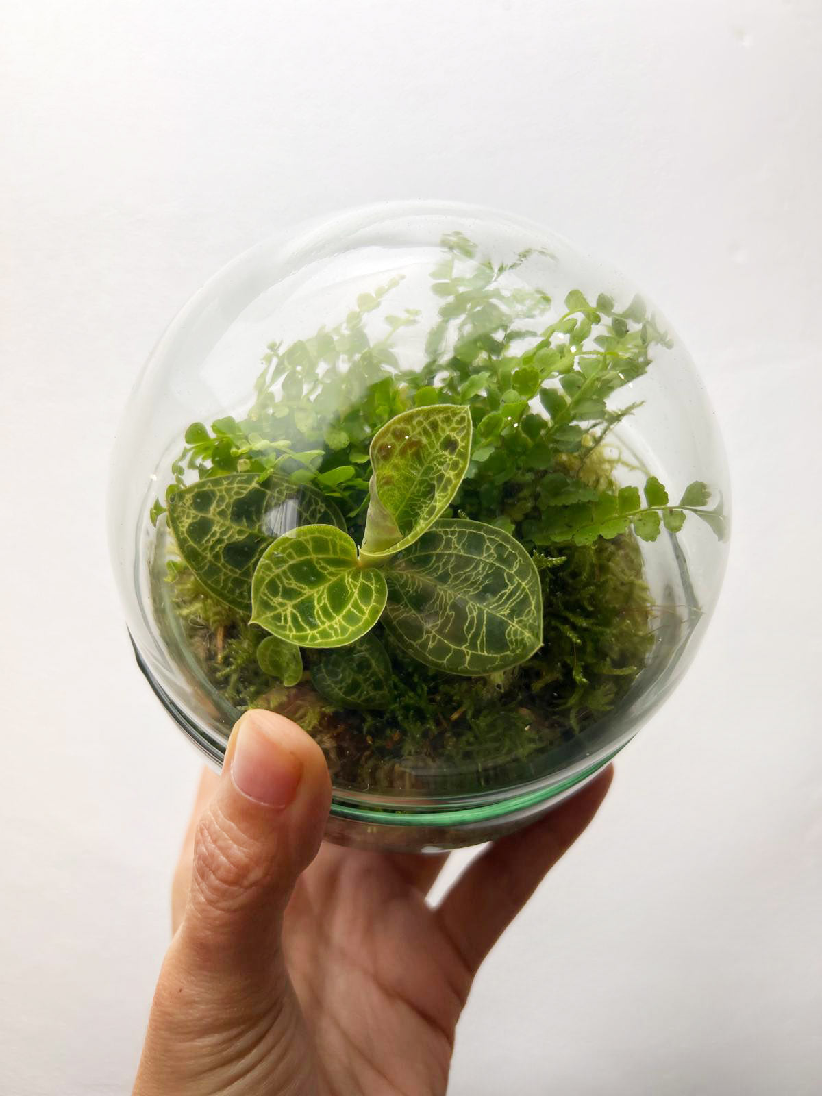 nDOME (nano-Dome) Terrarium /NEDES