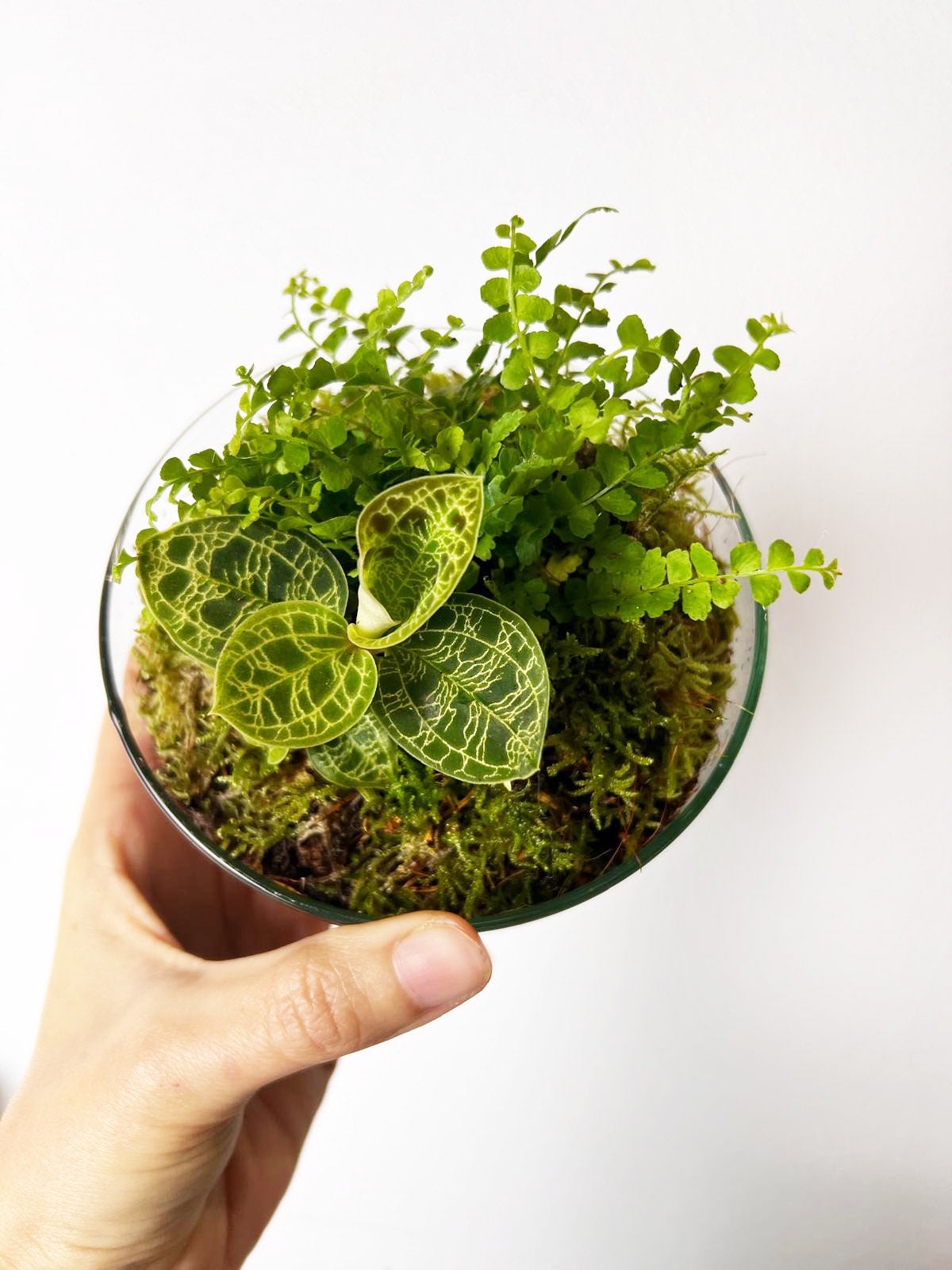 nDOME (nano-Dome) Terrarium /NEDES