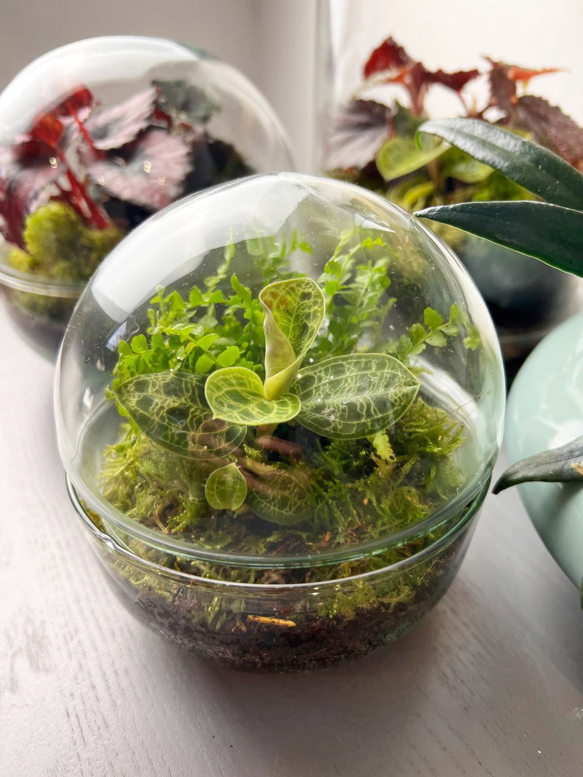 nDOME (nano-Dome) Terrarium /NEDES