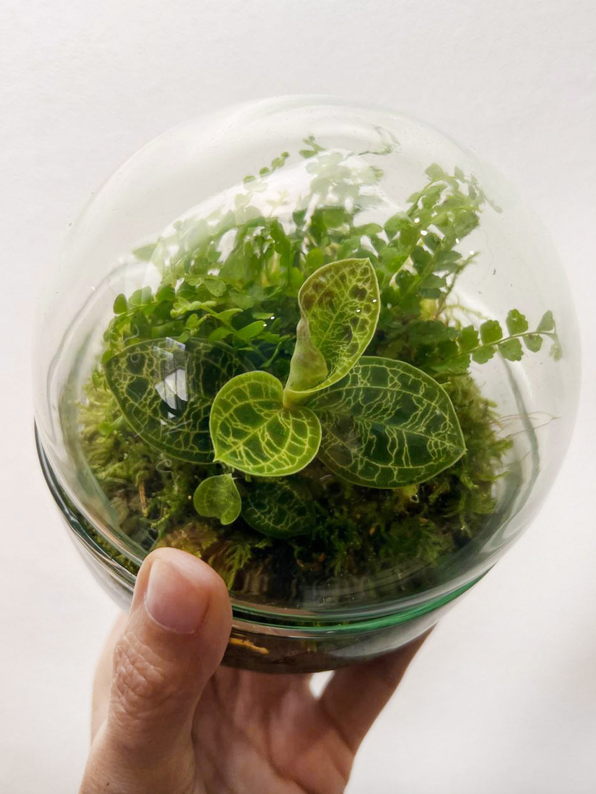 nDOME (nano-Dome) Terrarium /NEDES