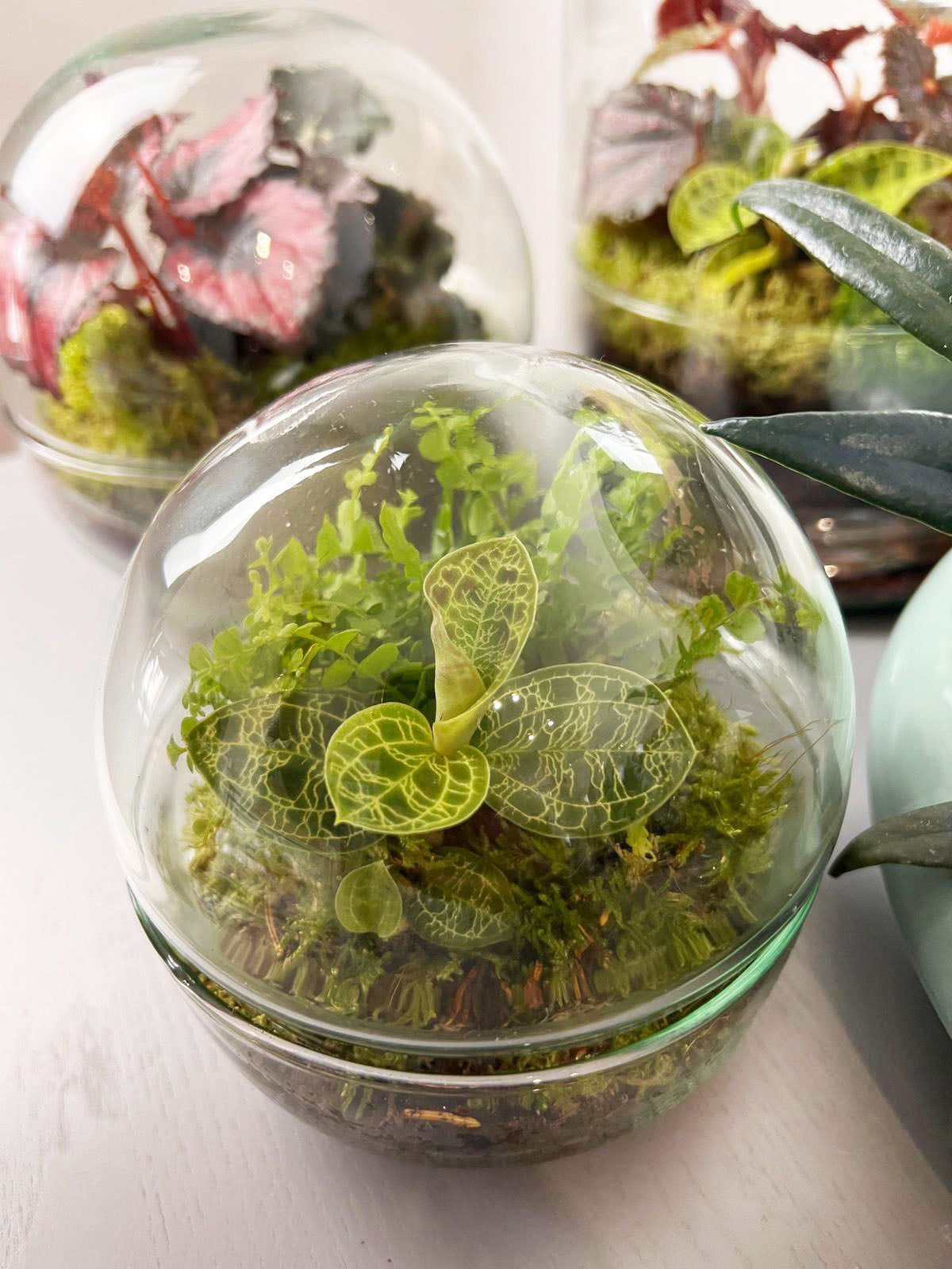 nDOME (nano-Dome) Terrarium /NEDES