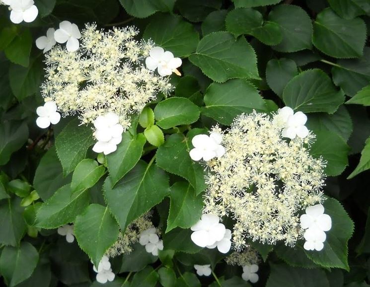 Hydrangea petiolaris /rampicante da ombra