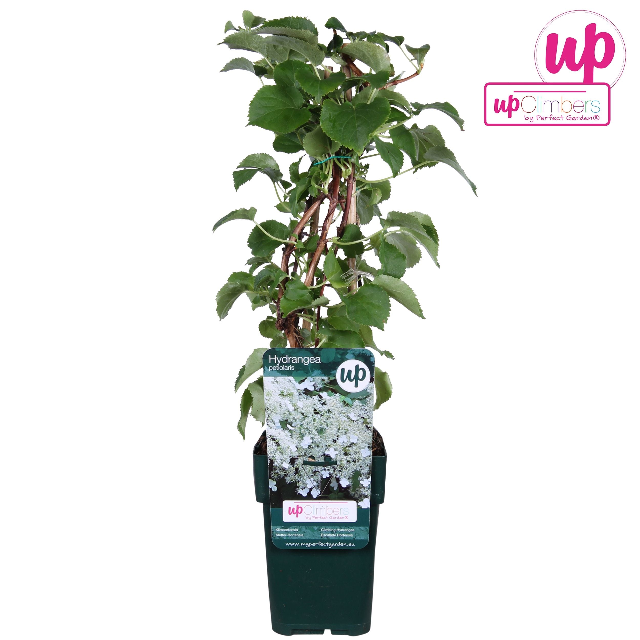 Hydrangea petiolaris /rampicante da ombra