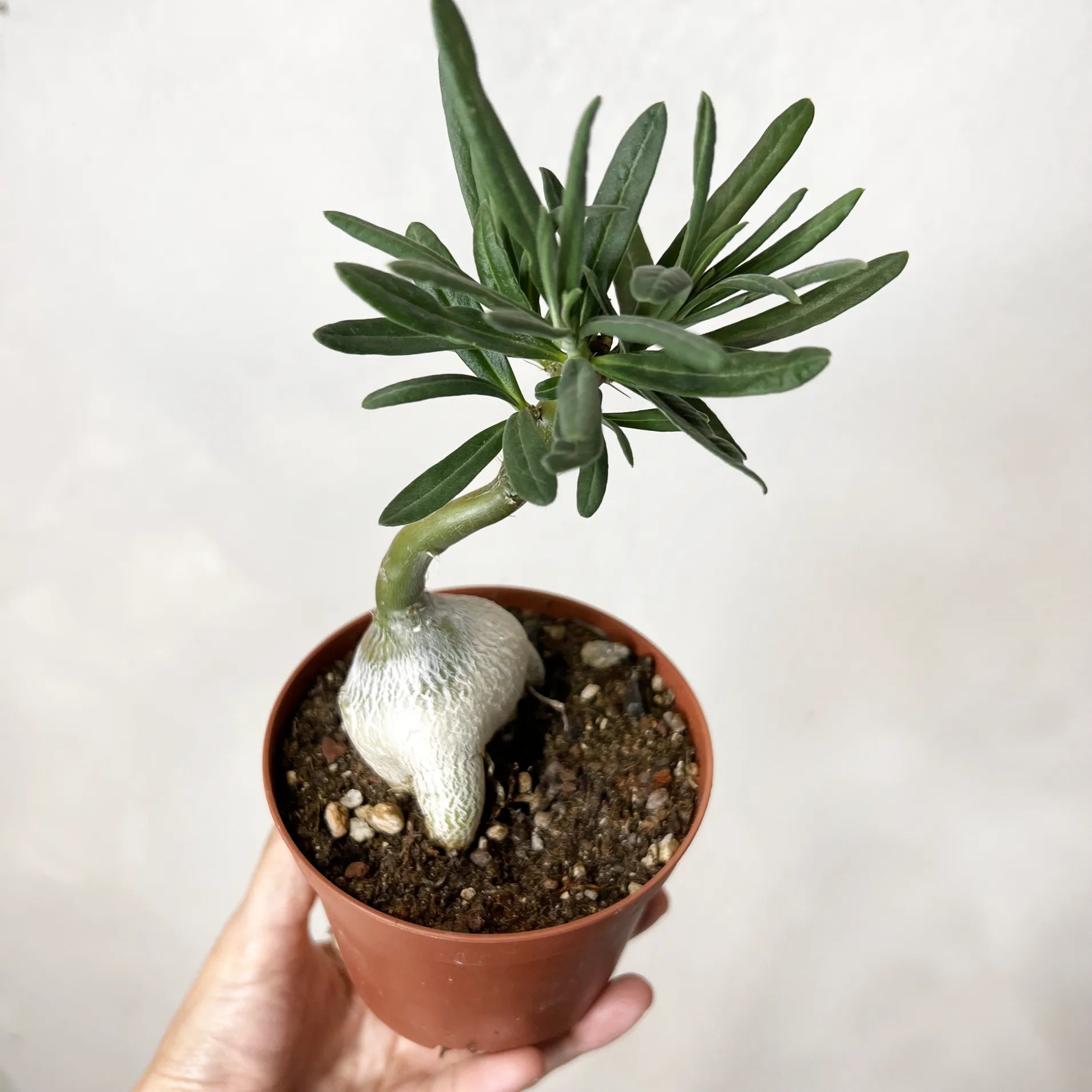 Pachypodium bispinosum