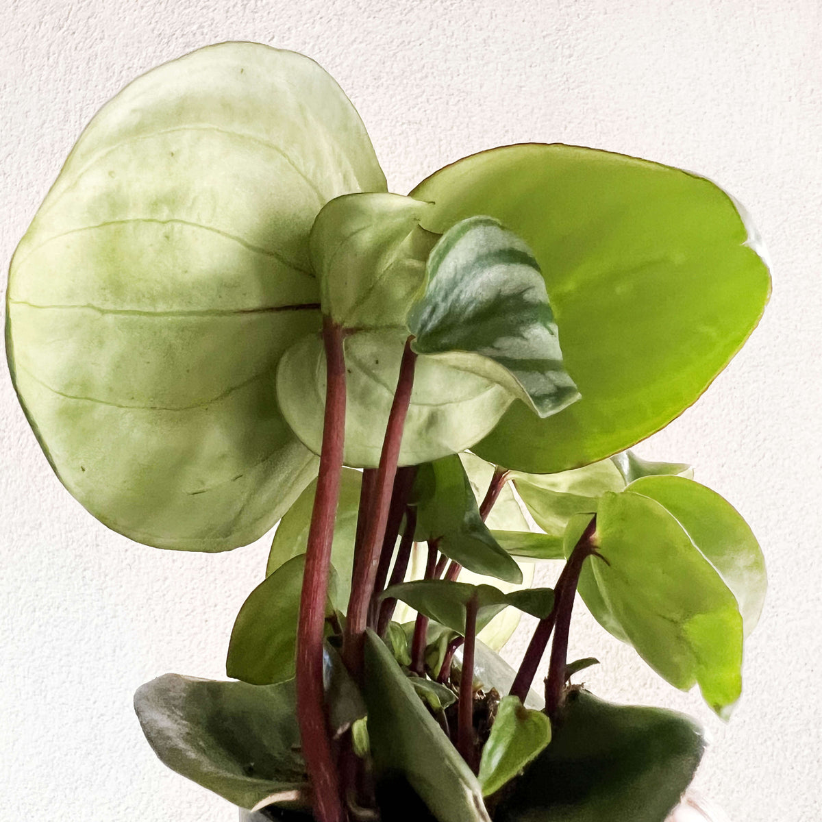 Peperomia argyreia 'Costa Rica'