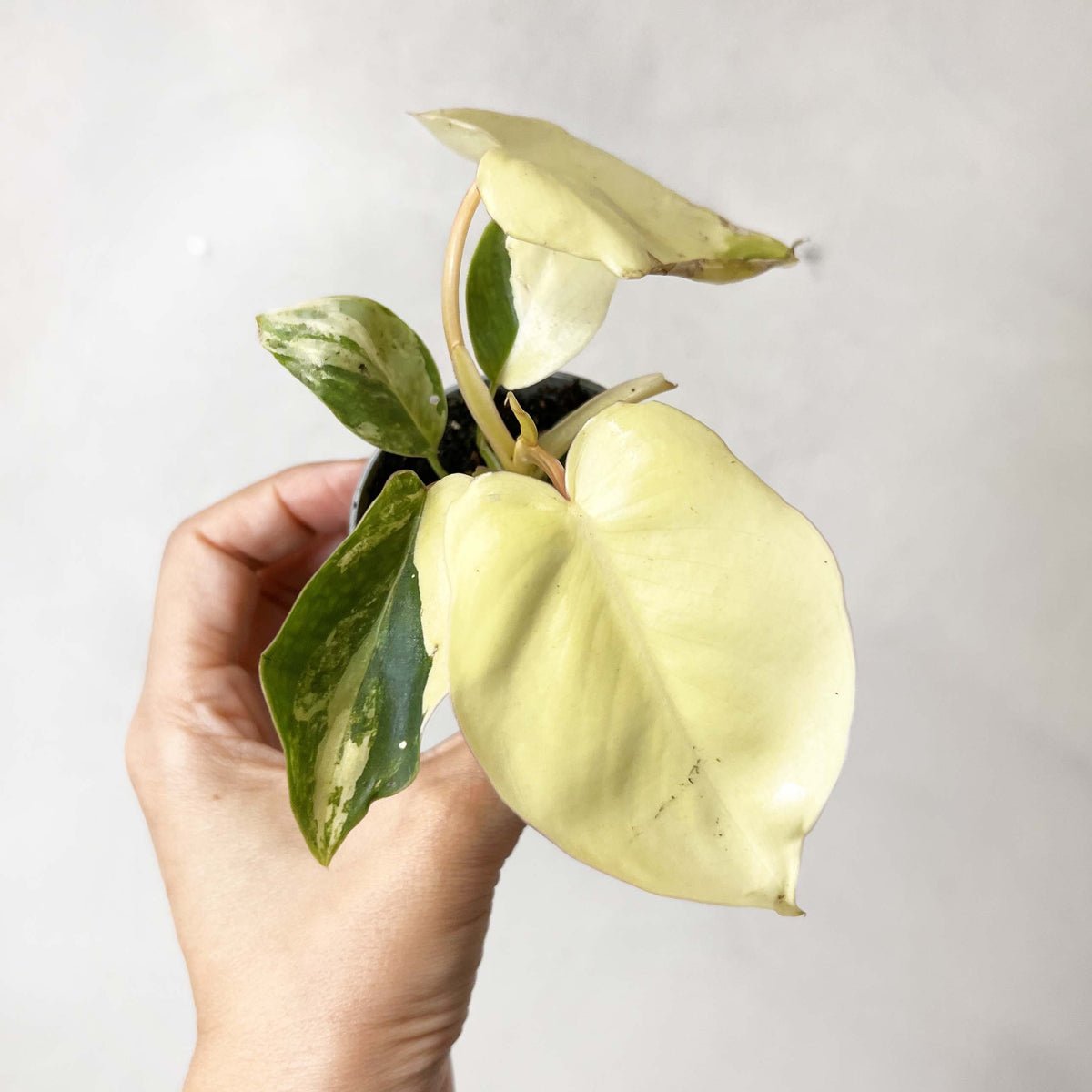 Philodendron Burle Marx variegato