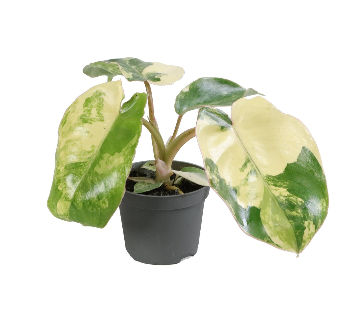 Philodendron Burle Marx variegato