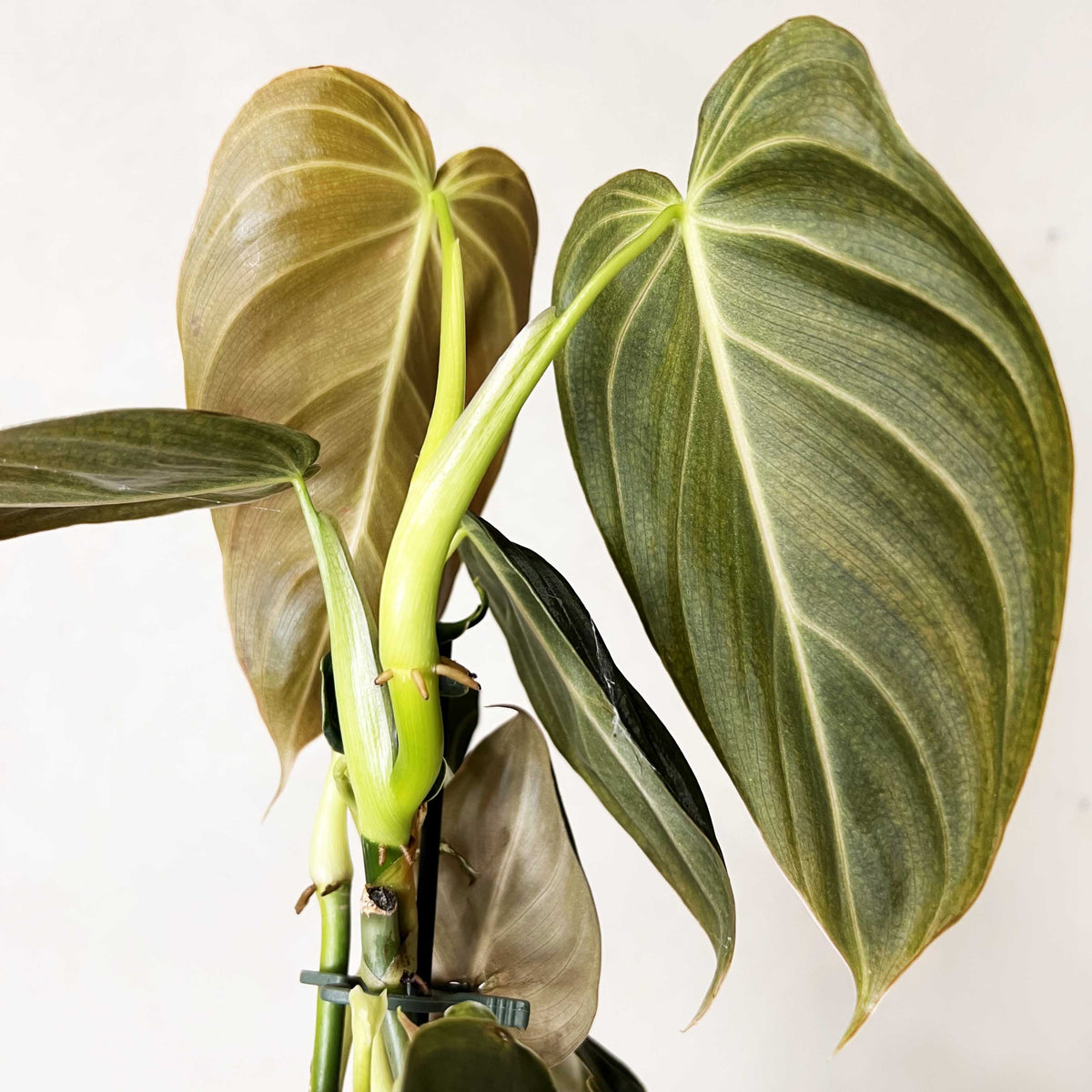 Philodendron Melanochrysum