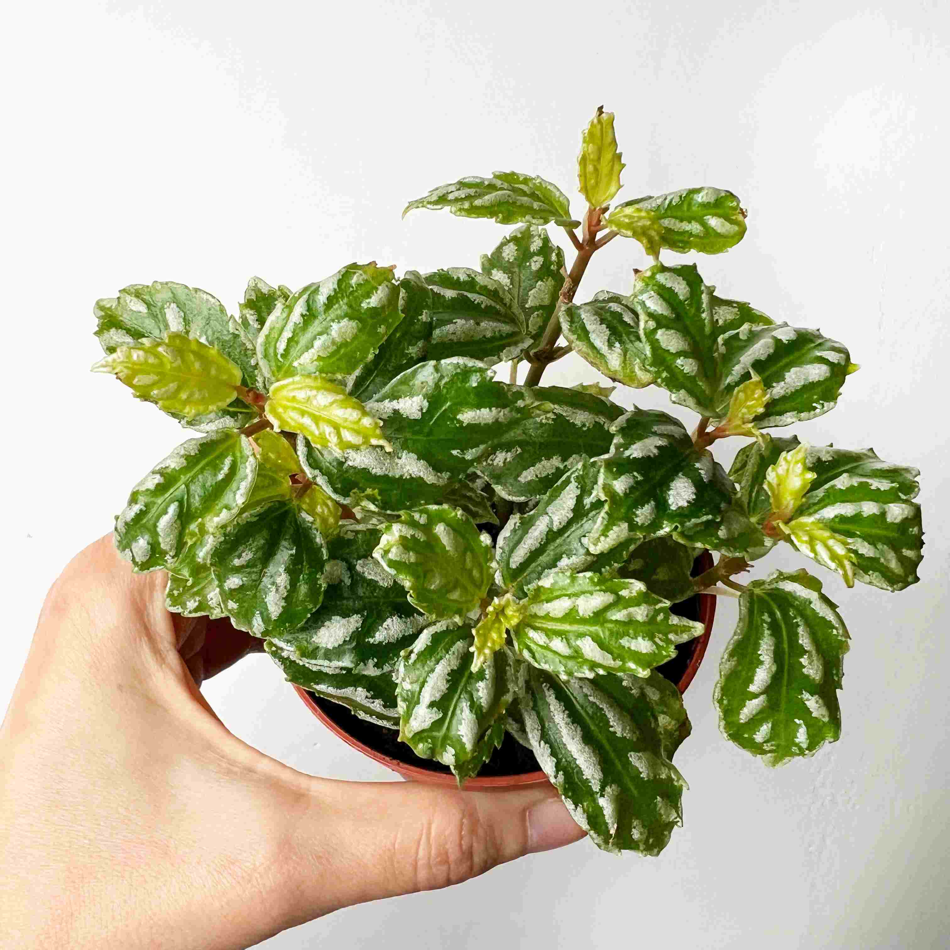 Pilea Cadierei