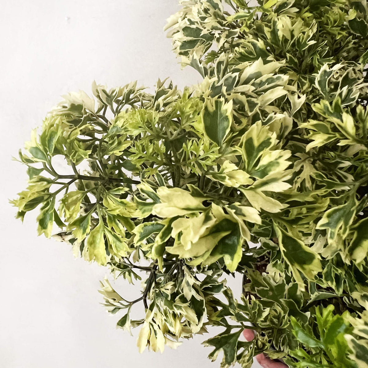 Polyscias Fruticosa Ming Aralia