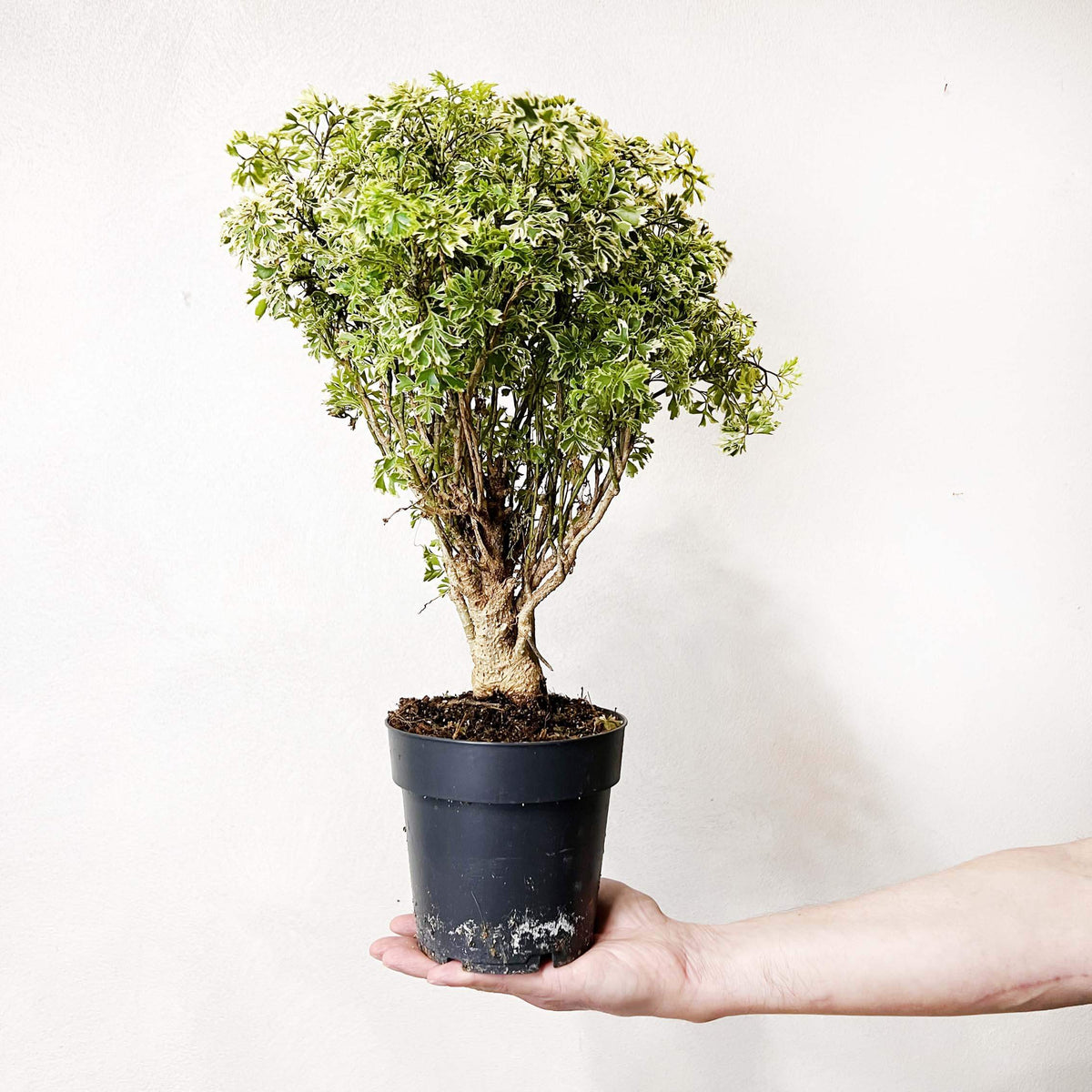 Polyscias Fruticosa Ming Aralia