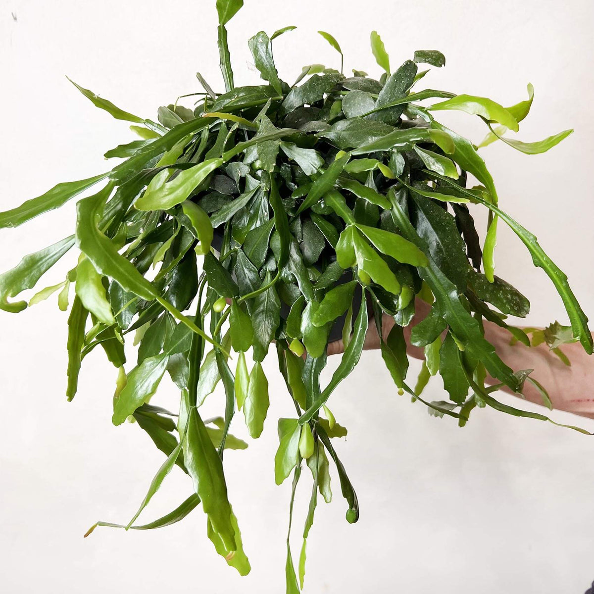 Rhipsalis Crispata