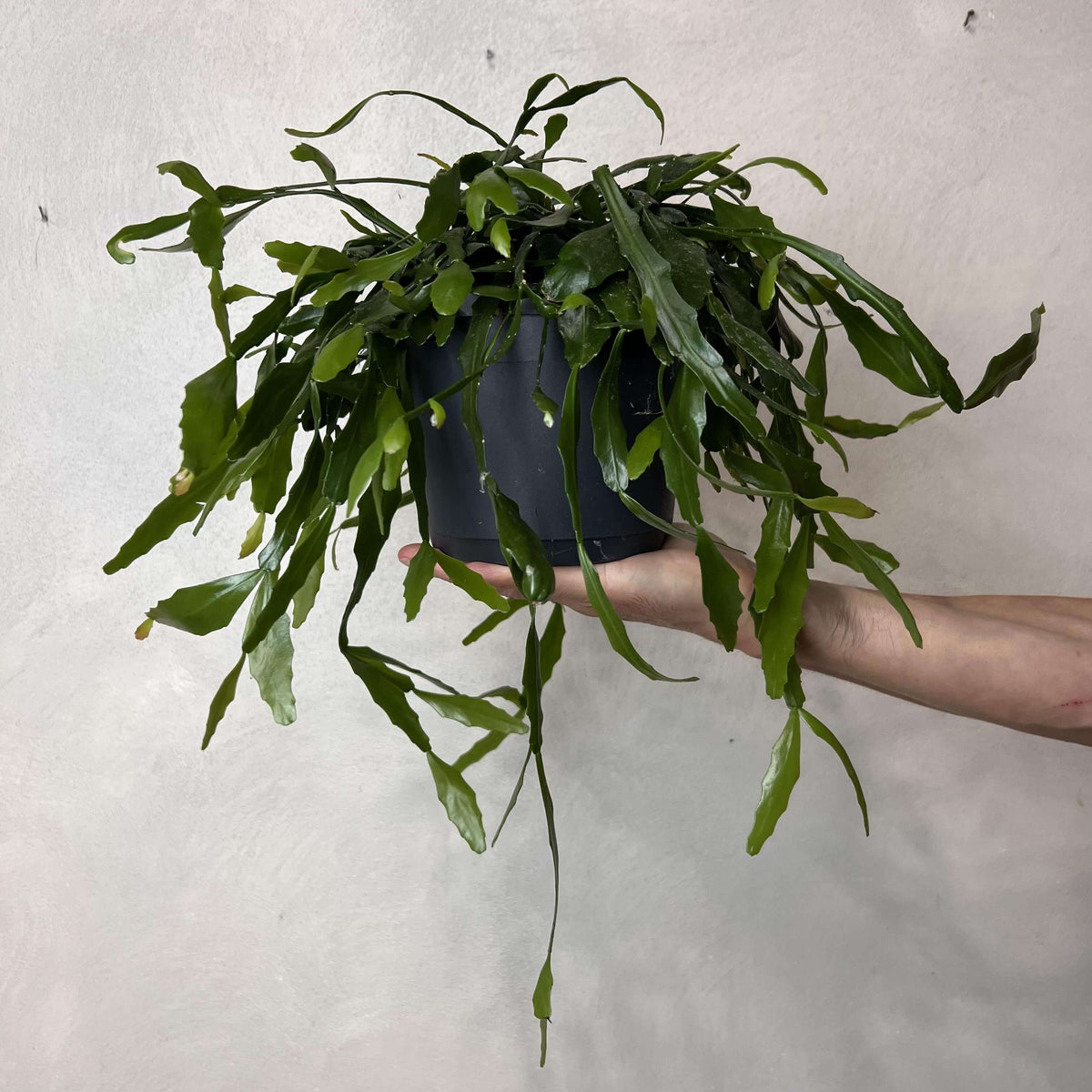 Rhipsalis Crispata