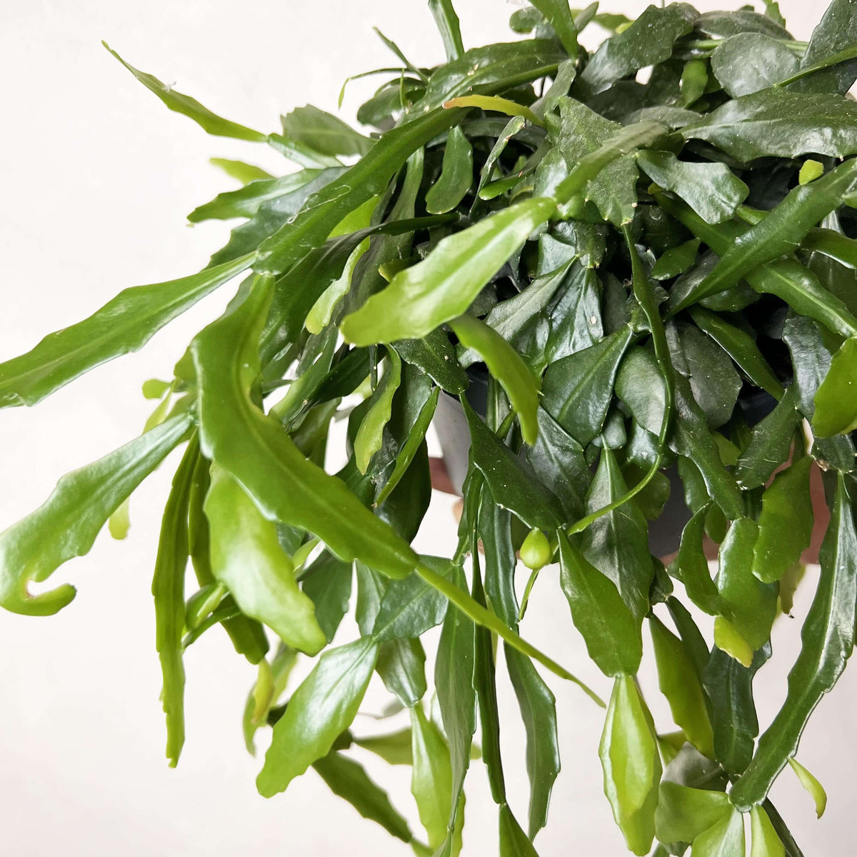 Rhipsalis Crispata