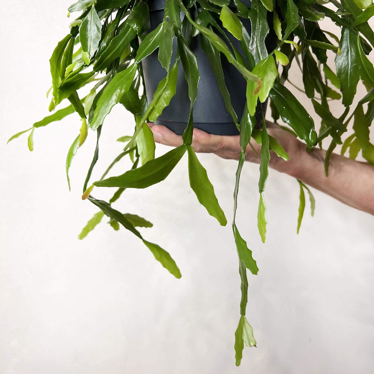 Rhipsalis Crispata
