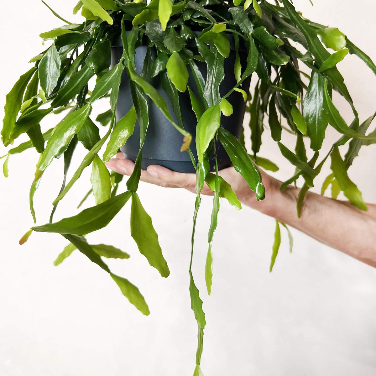 Rhipsalis Crispata