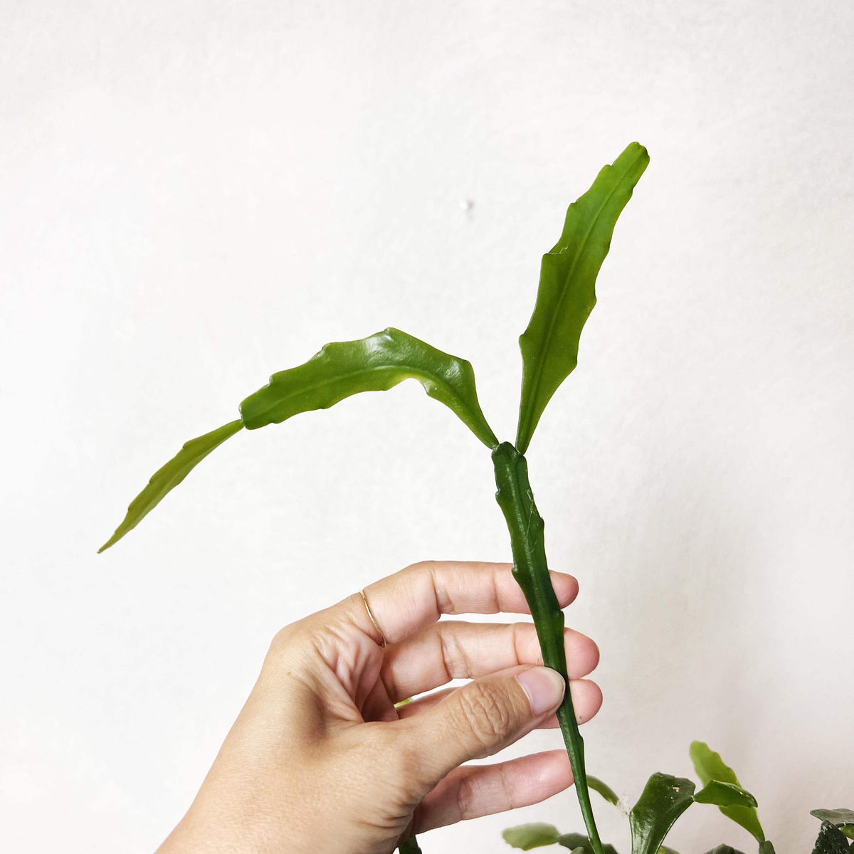 Rhipsalis Crispata