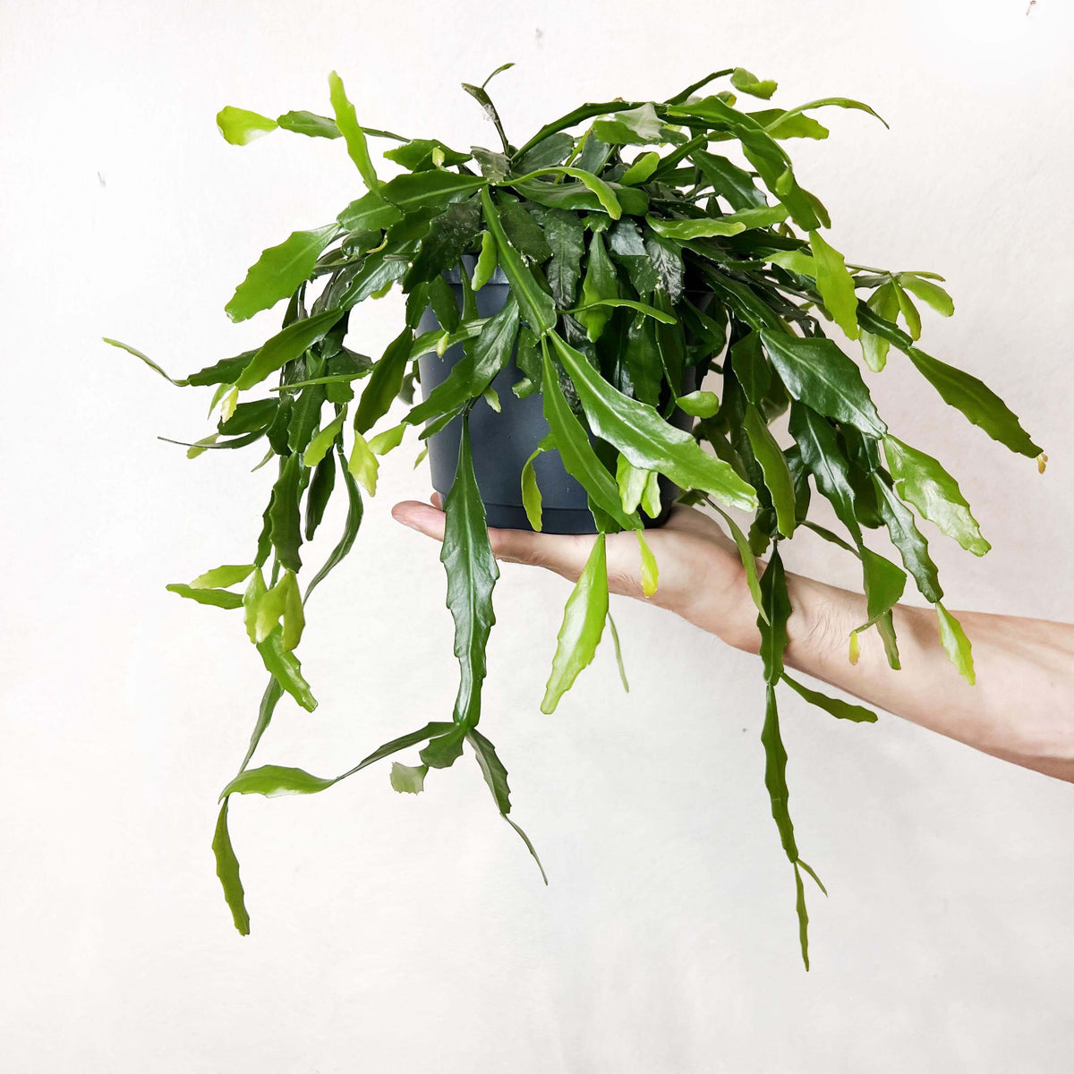 Rhipsalis Crispata