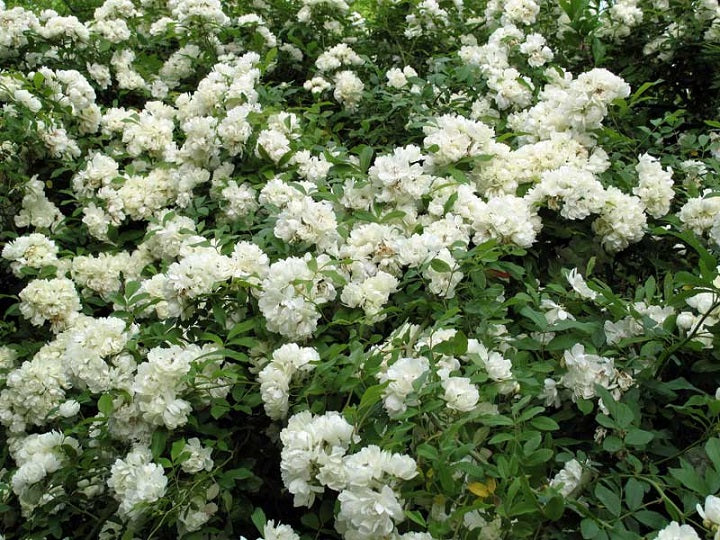 Rosa Banksiae Alba Plena