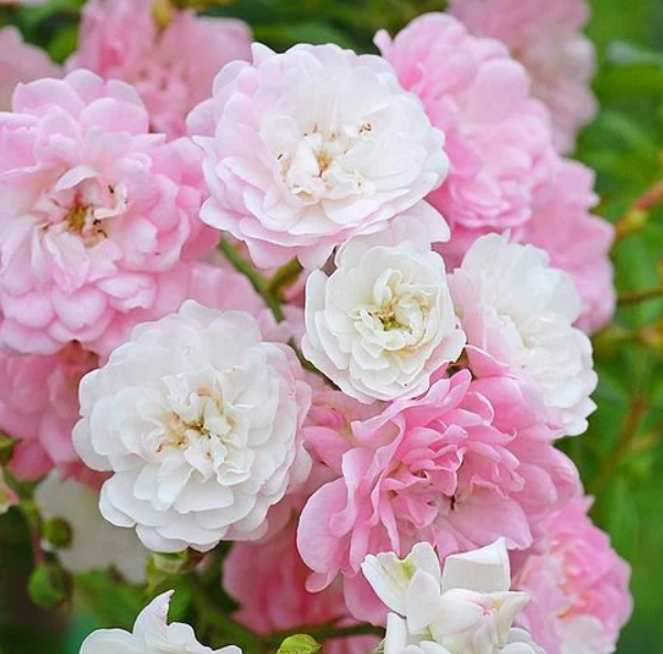 Rosa 'The Fairy'