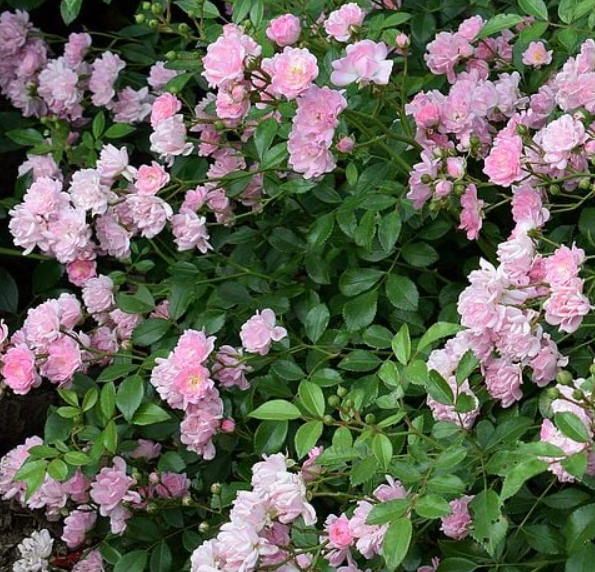 Rosa 'The Fairy'