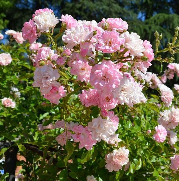 Rosa 'The Fairy'
