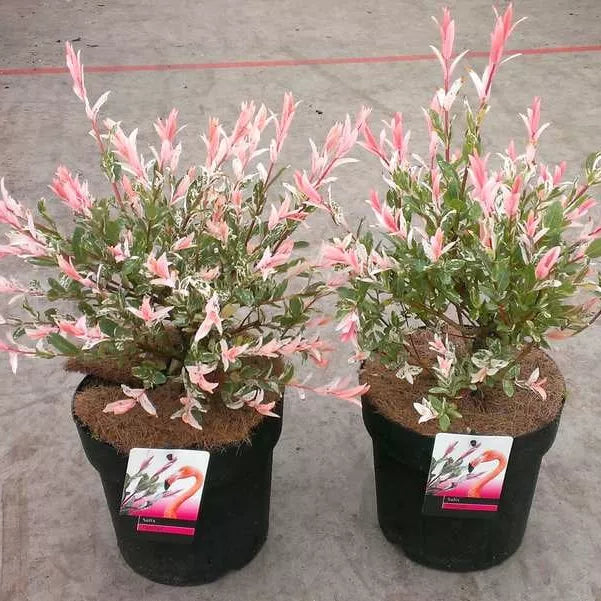 Salix integra Flamingo