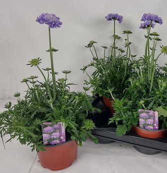 Scabiosa columbaria