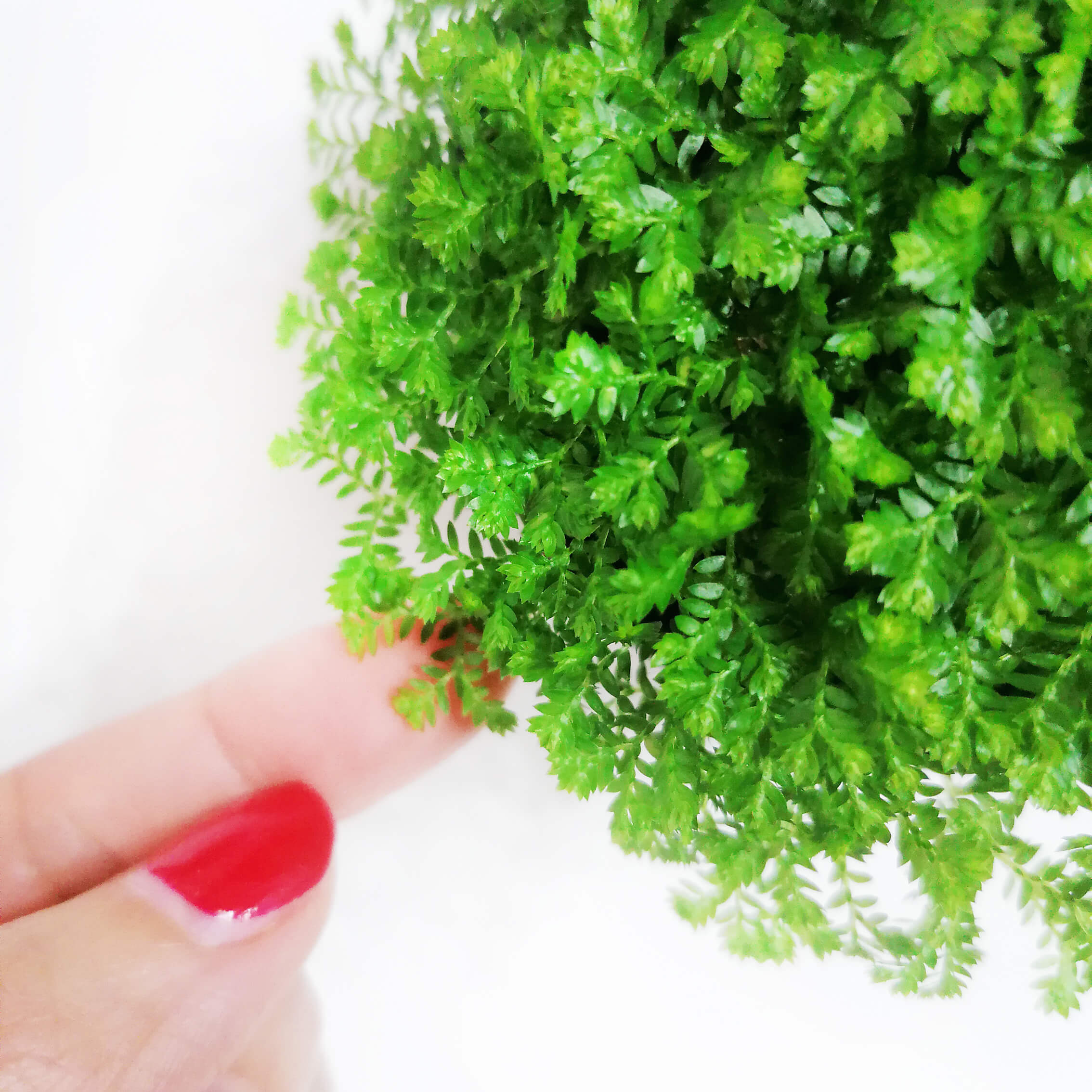 » Selaginella Apoda (100% off)