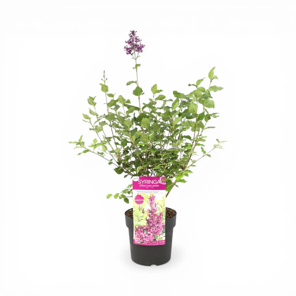 Syringa Dark Purple /Lillà