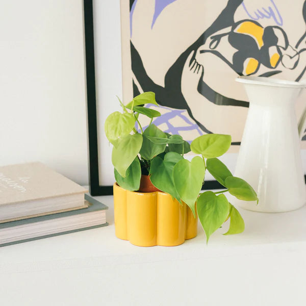 Vaso autoirrigante Paulita - Giallo senape