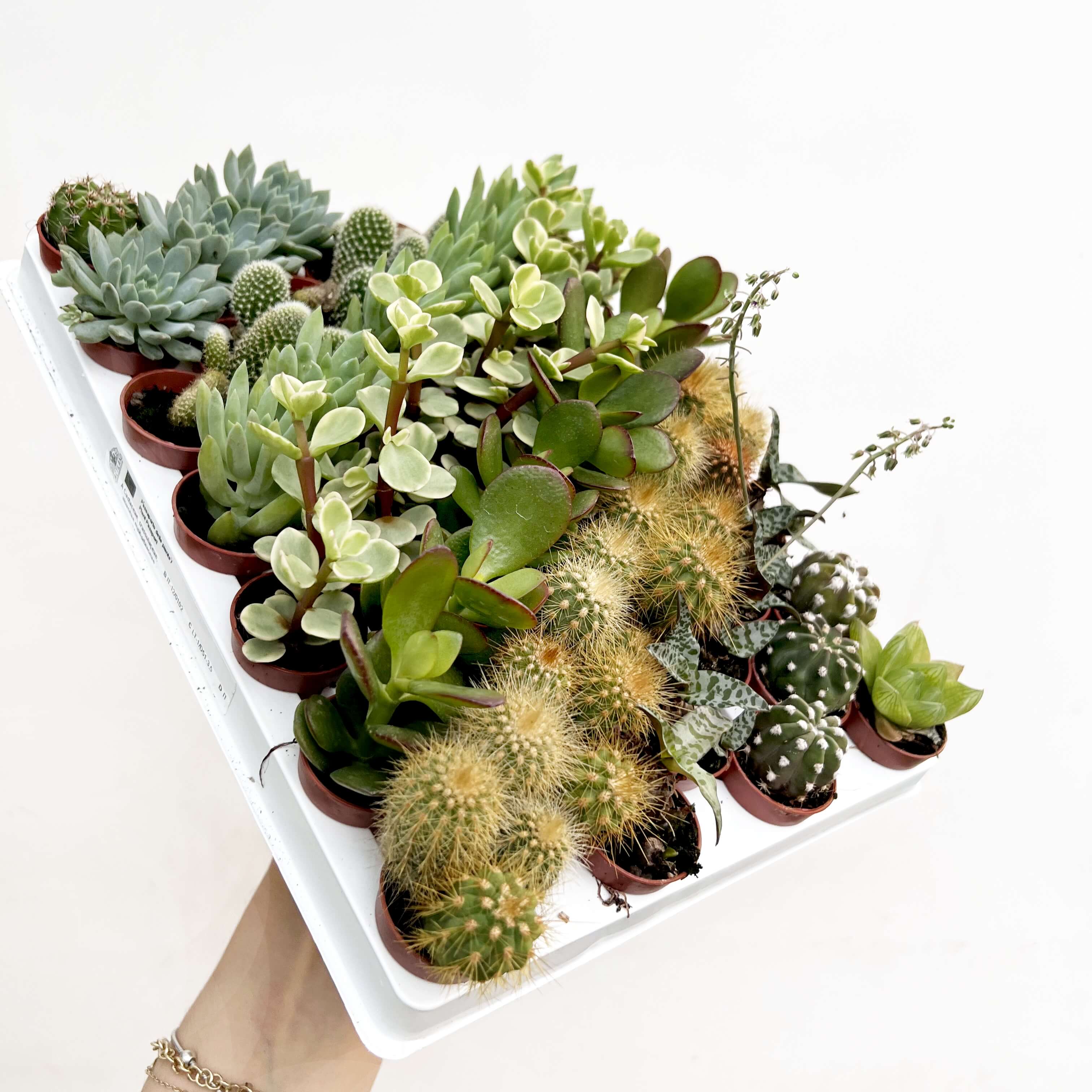 Mix 5 Baby Succulente a sorpresa