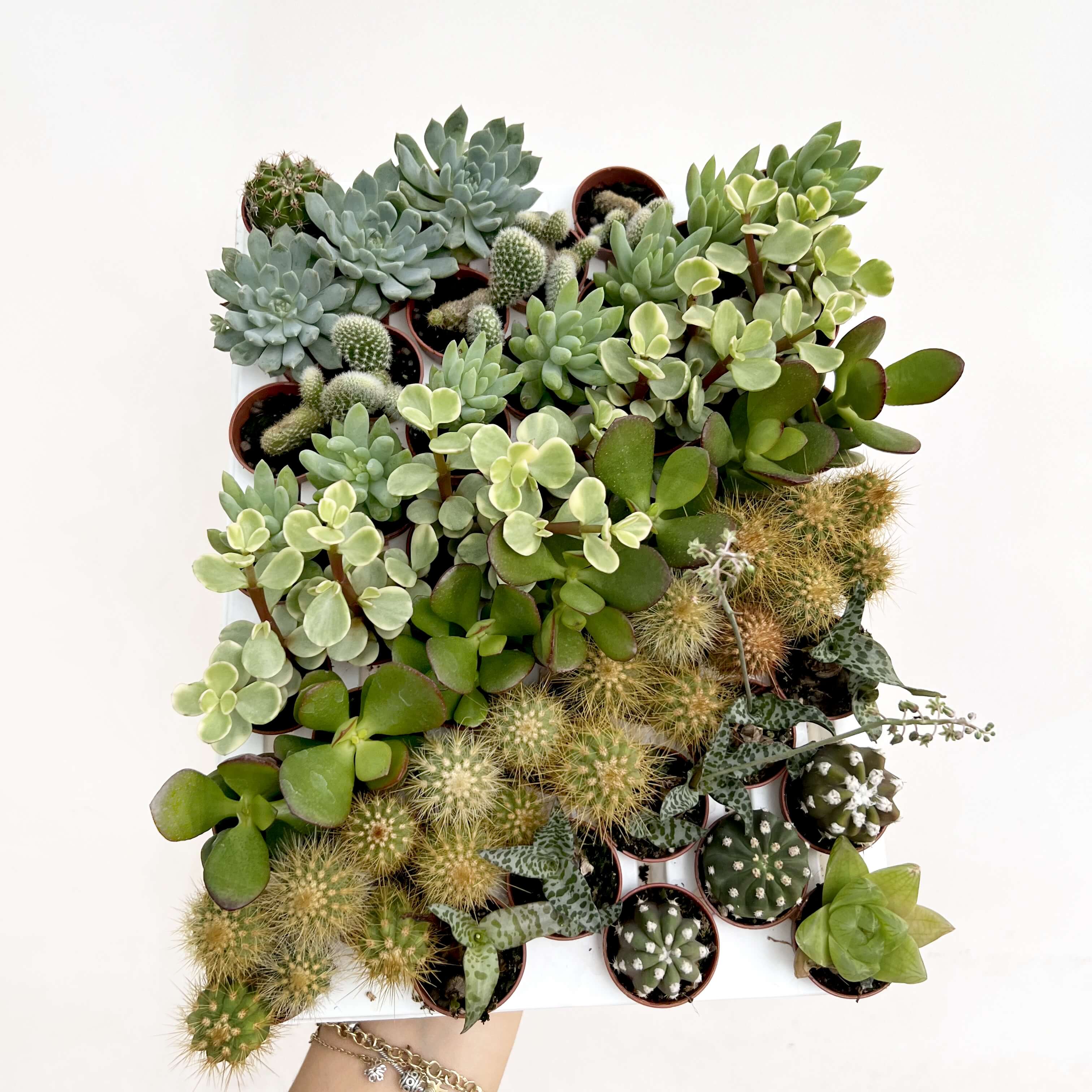 Mix 5 Baby Succulente a sorpresa