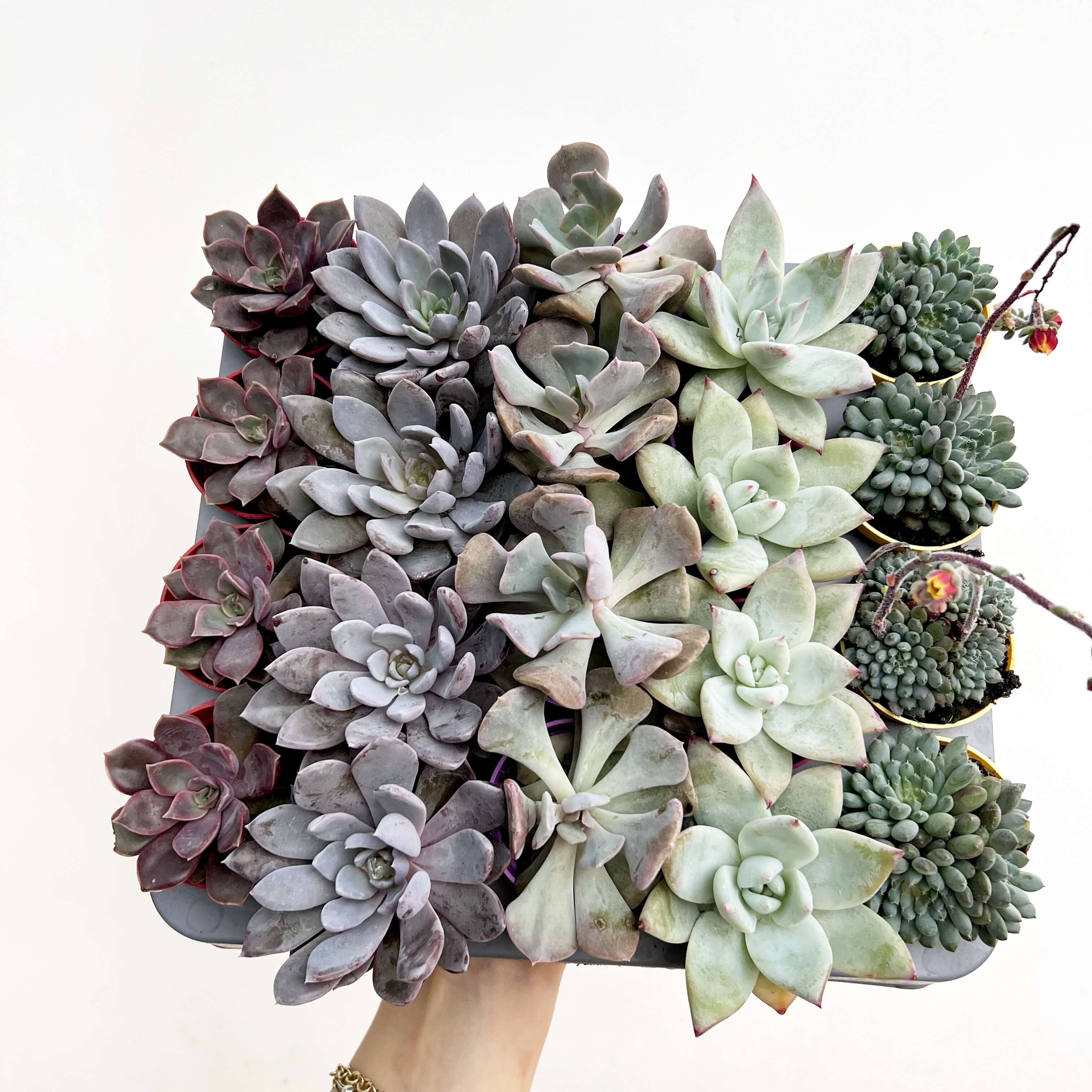 Mix 5 Mini Succulente a sorpresa