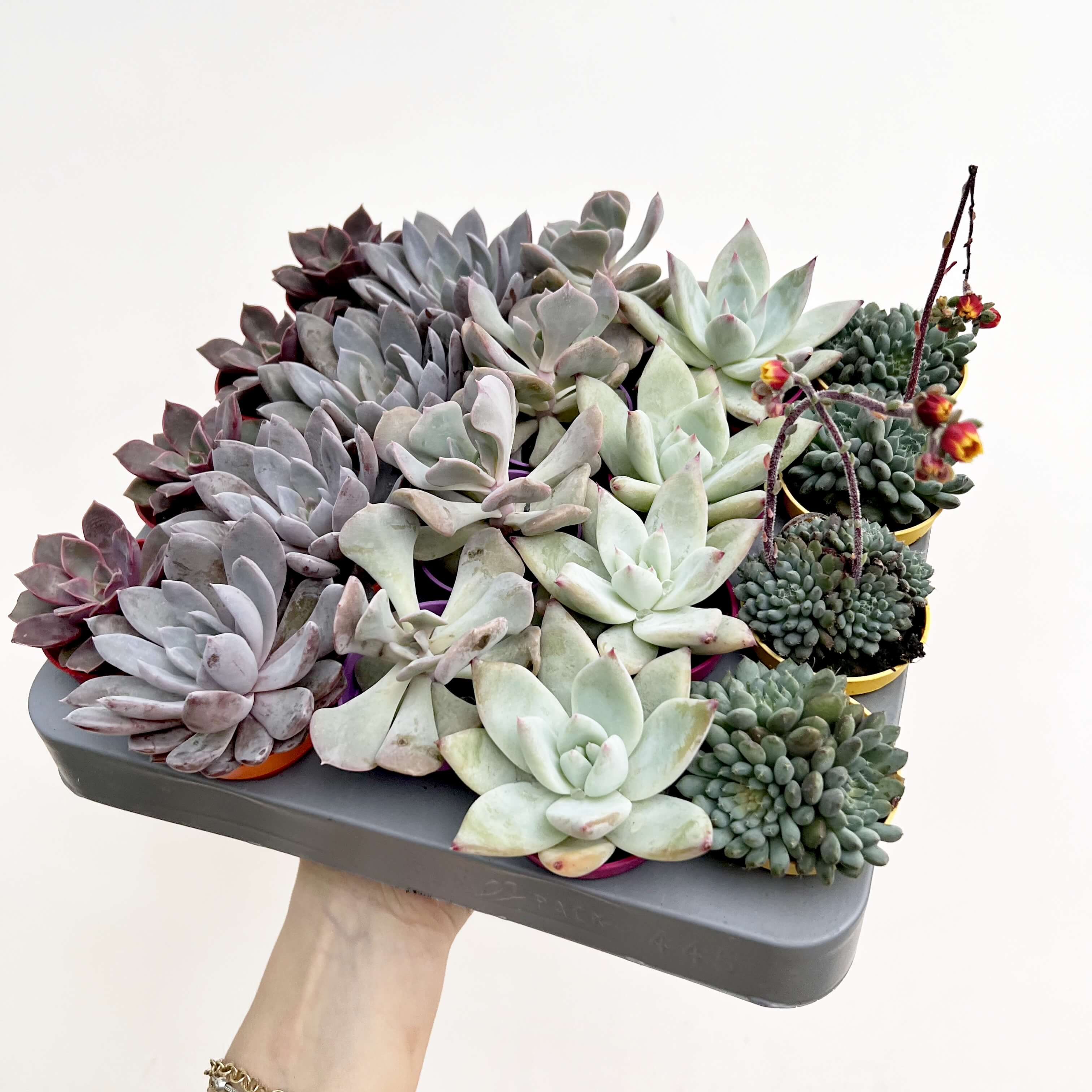 Mix 5 Mini Succulente a sorpresa