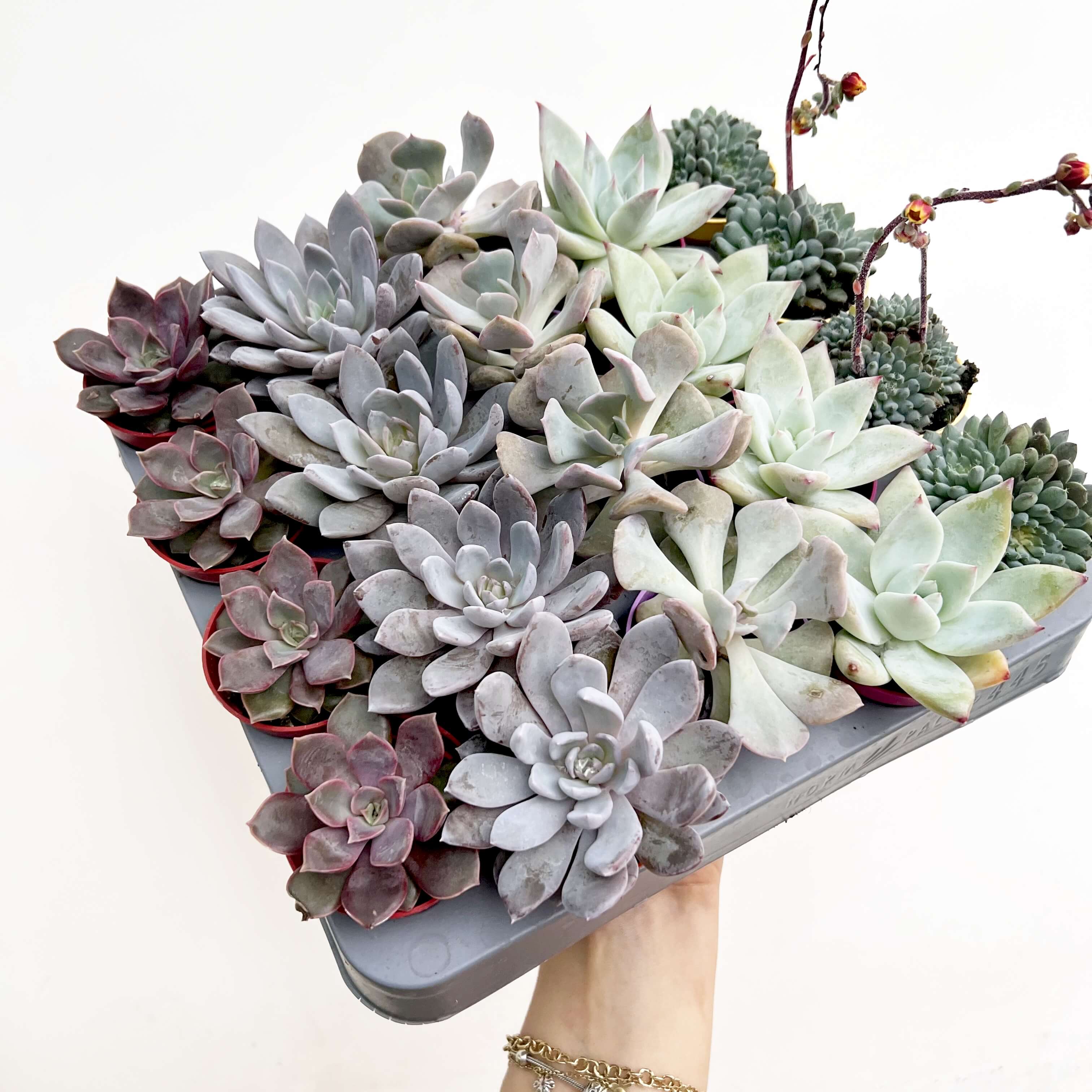 Mix 5 Mini Succulente a sorpresa