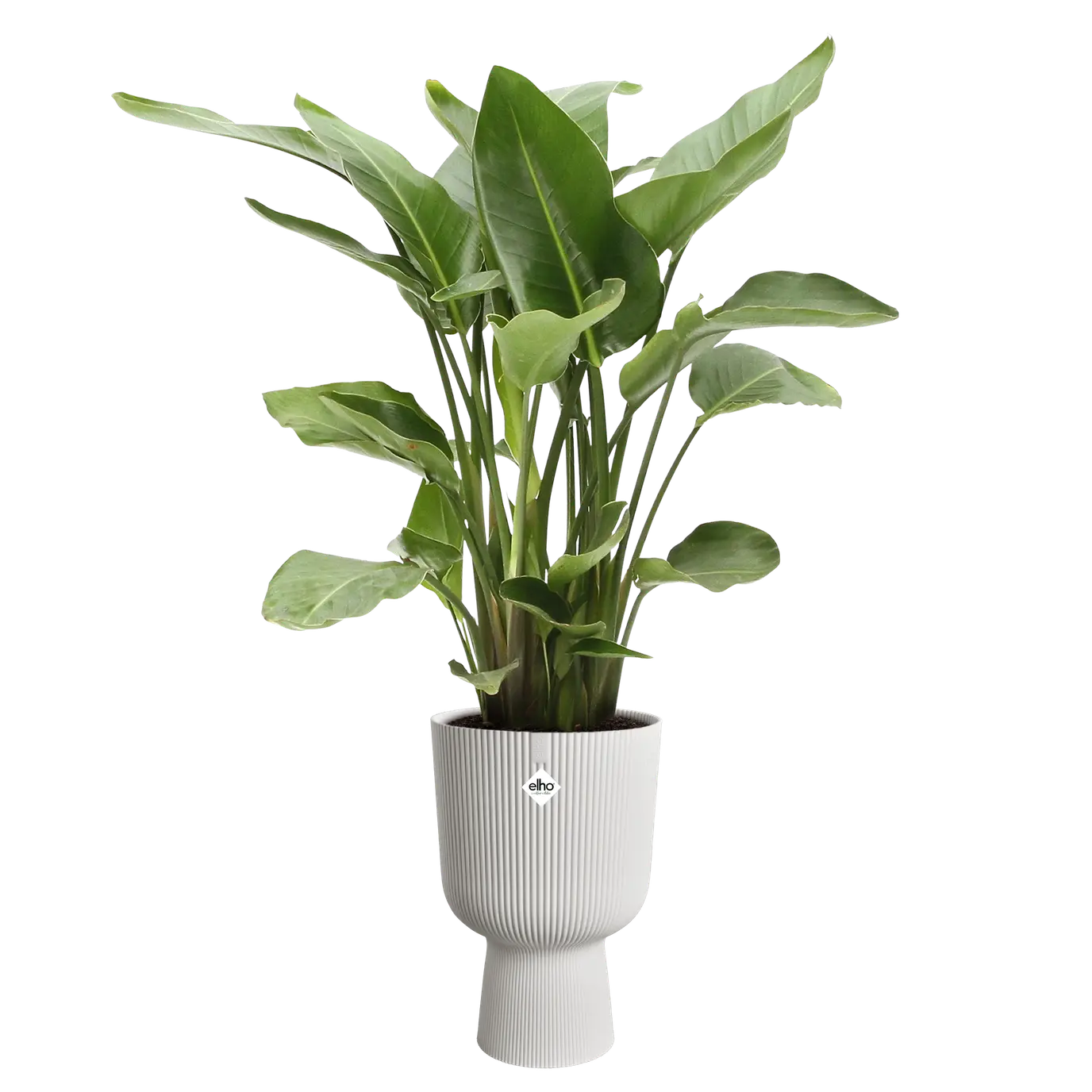 VIBES Coupe/White 30 CM