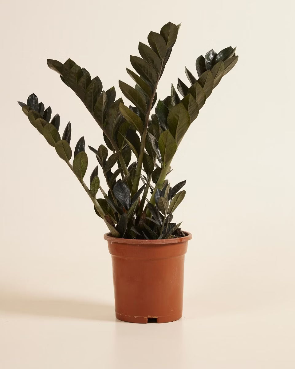 Zamioculcas Zamiifolia Raven