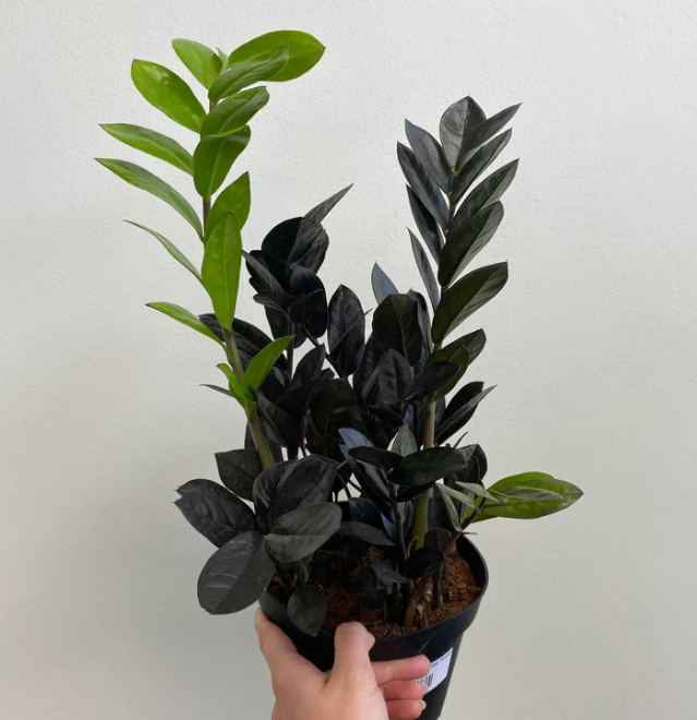 Zamioculcas Zamiifolia Raven