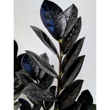 Zamioculcas Zamiifolia Raven