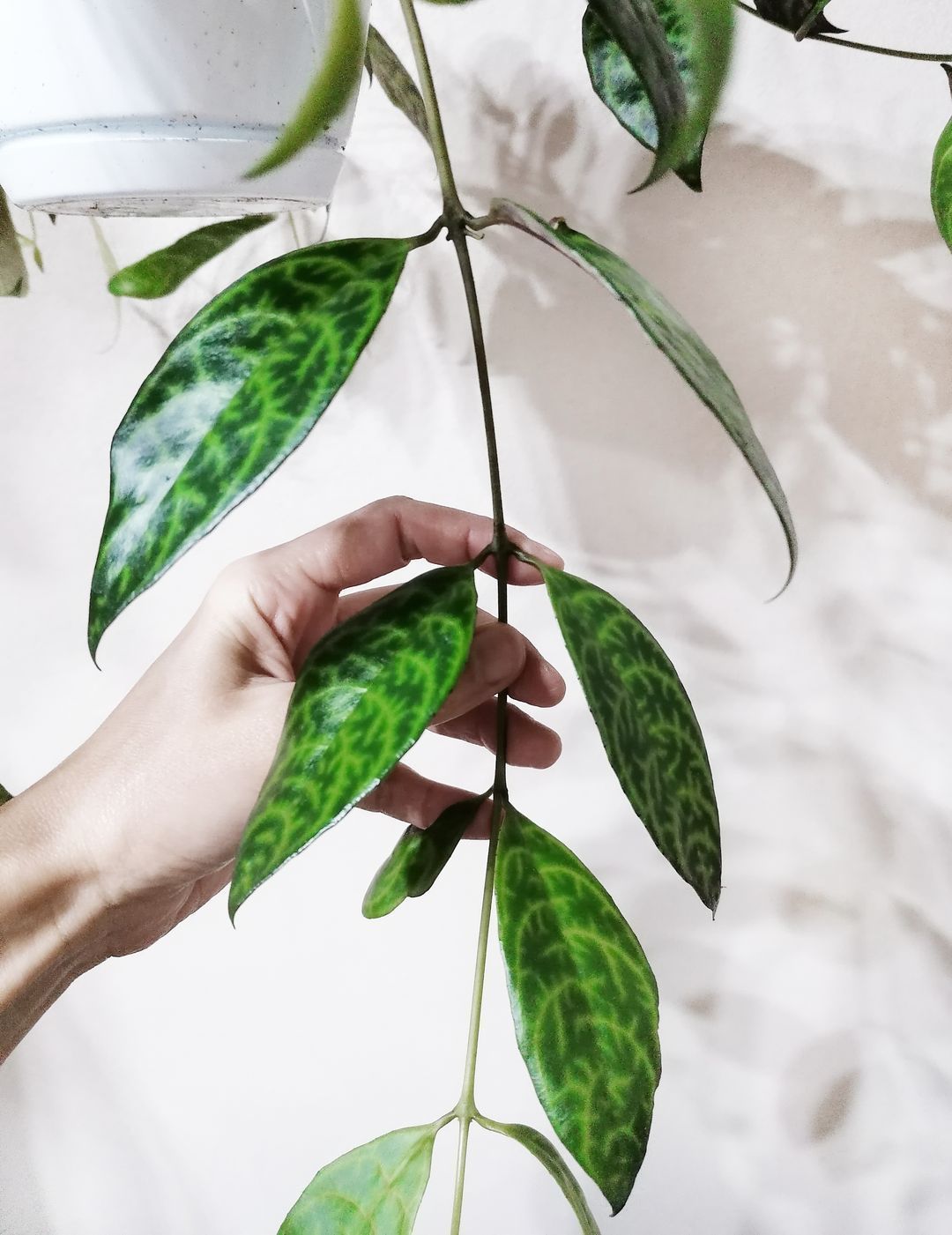 AeschynantusMarmoratus-1