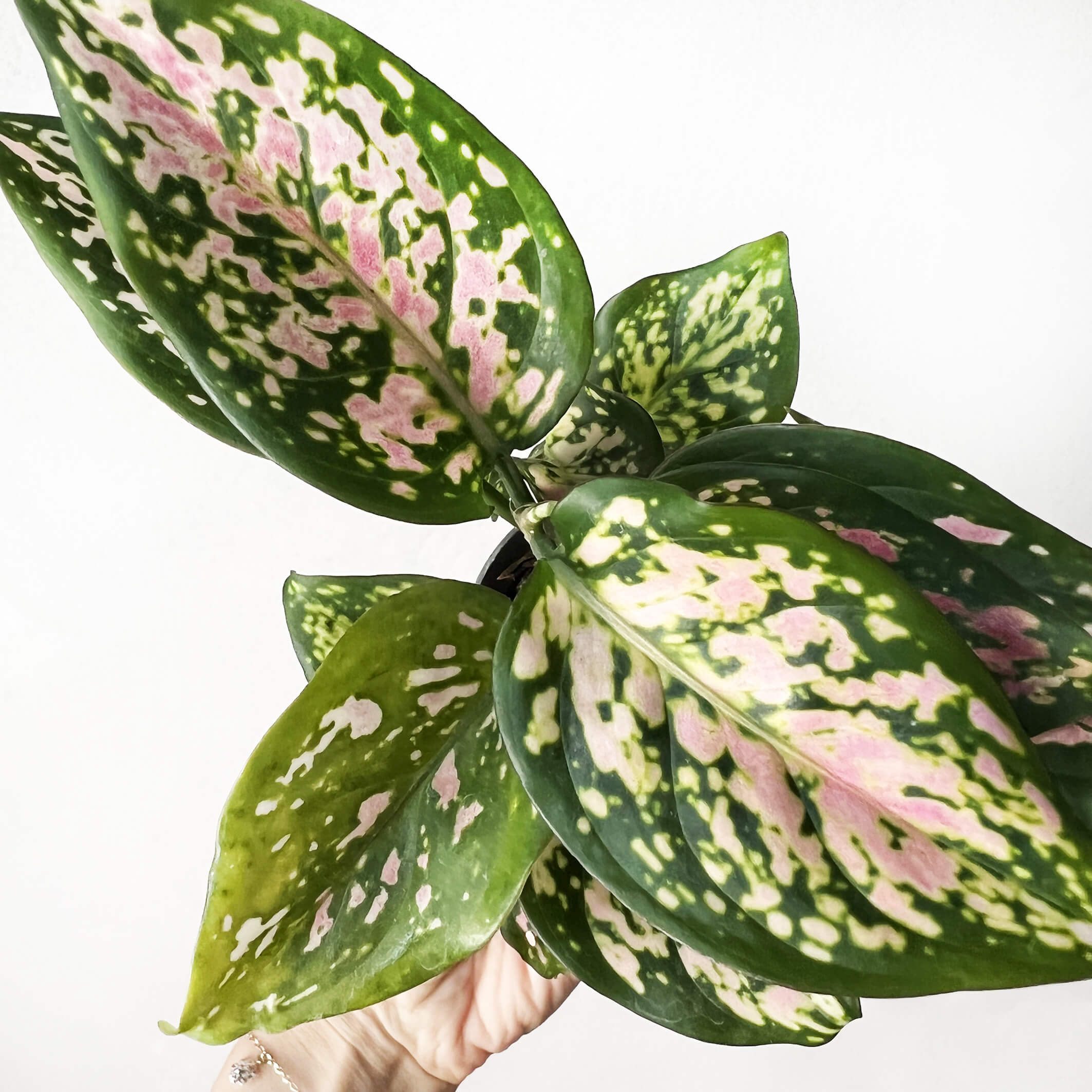 AglaonemaRedValentine-4